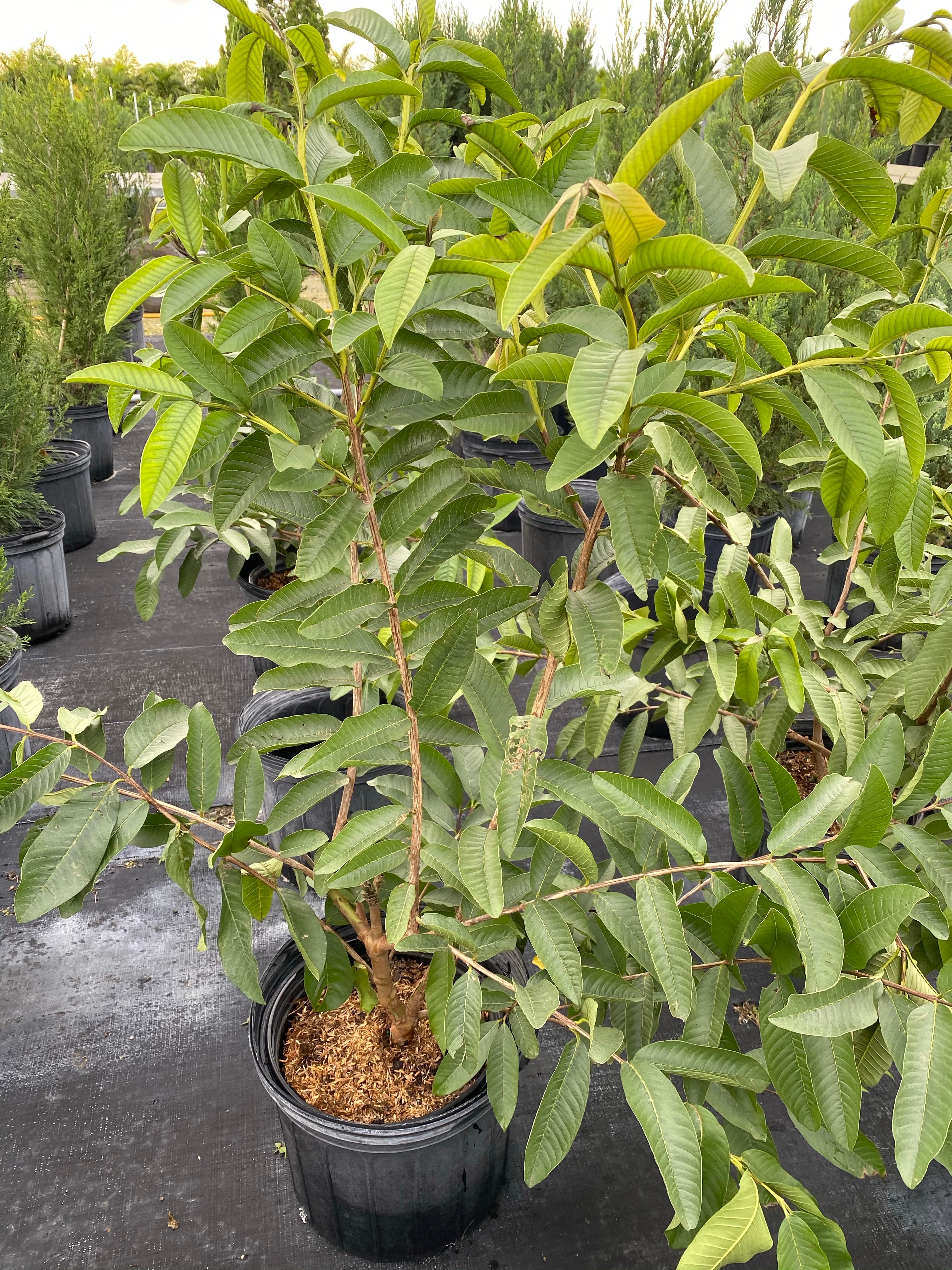 White Guava Fruit Tree, Psidium Guajava