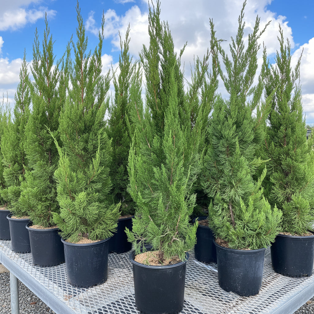 Hollywood Juniper Juniperus Chinensis Torulosa in 2gal pots on trailer