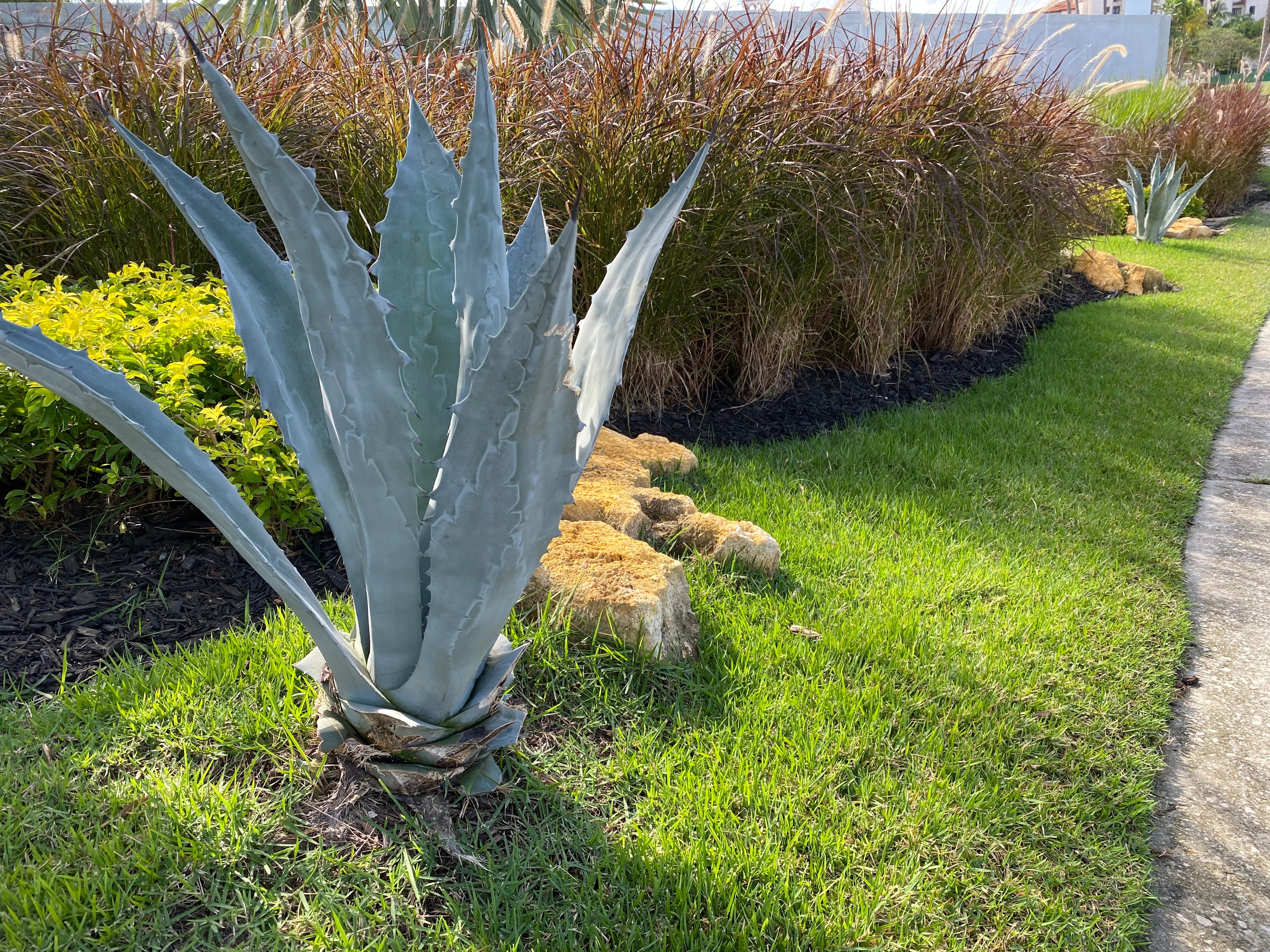 Red Fountain Grass