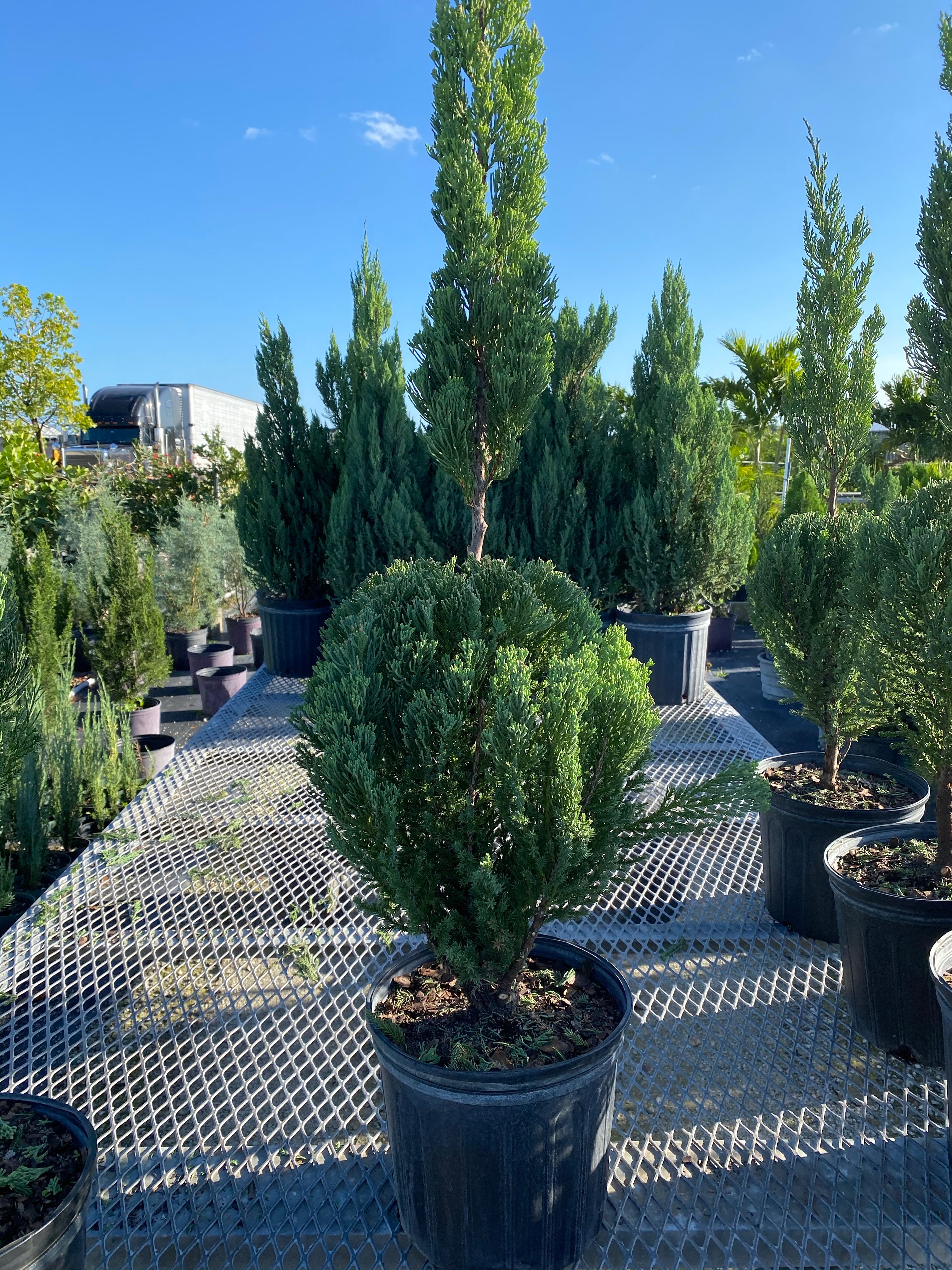 Topiary Classic Form Blue Point Juniper