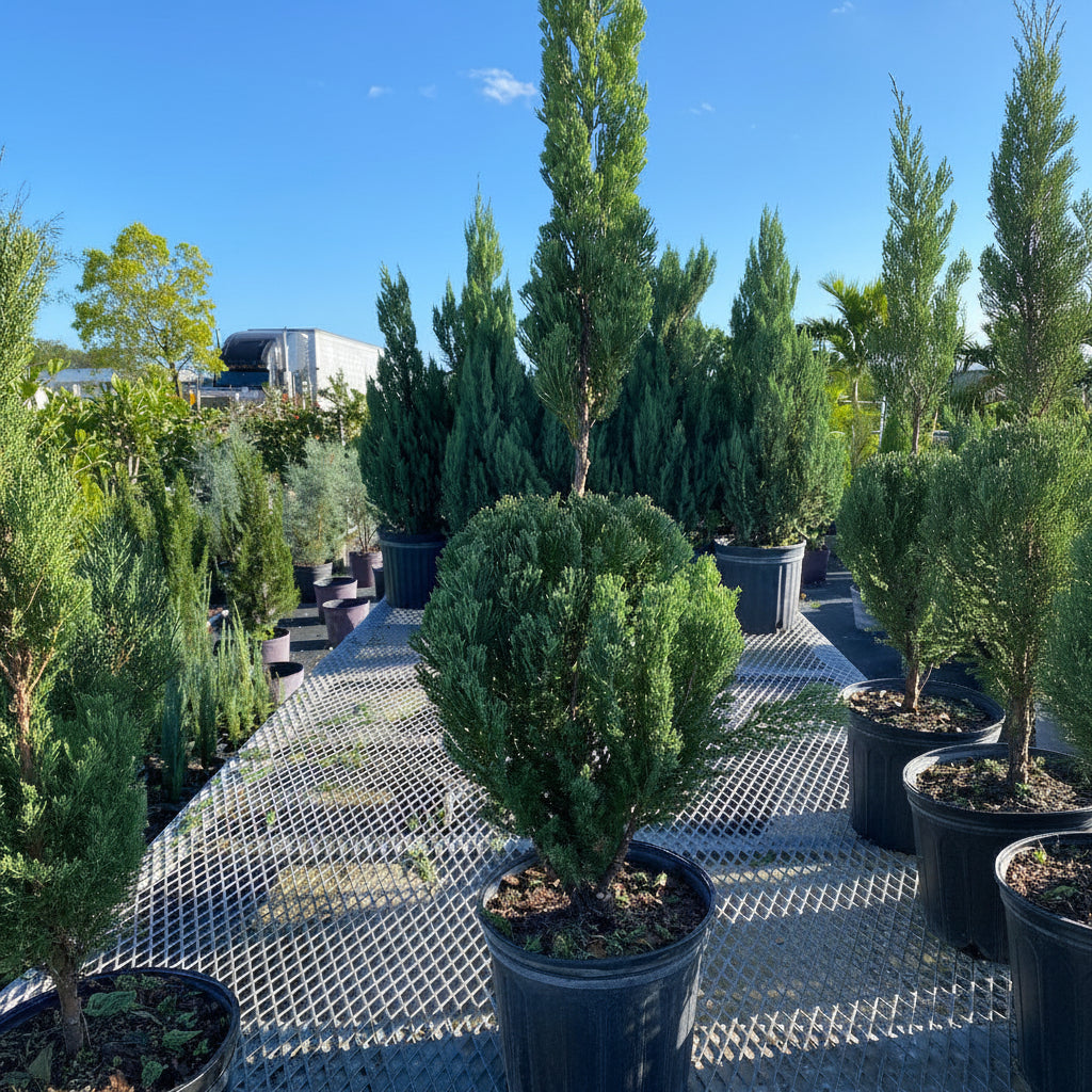 Topiary Classic Form Blue Point Juniper Nursery Pot 2gal