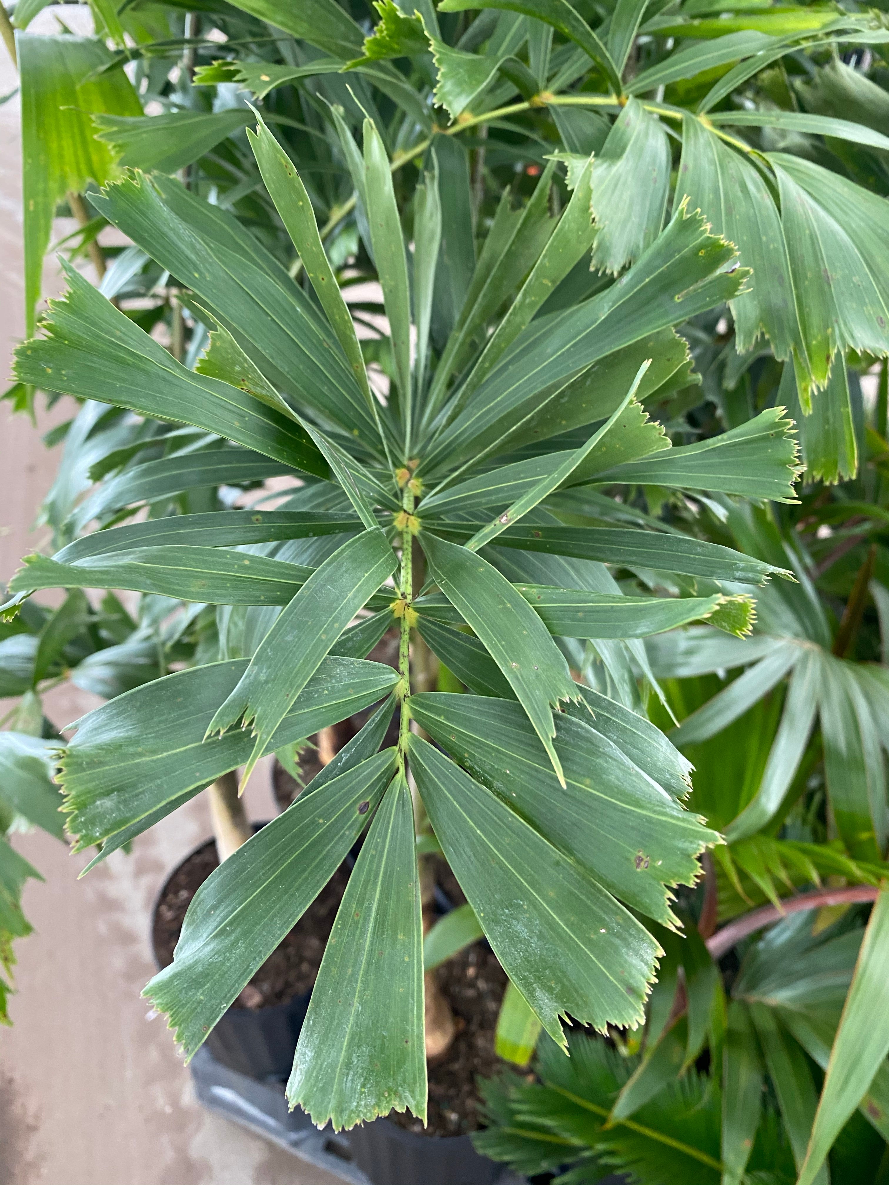 Foxtail Palm Single, Wodyetia bifurcata