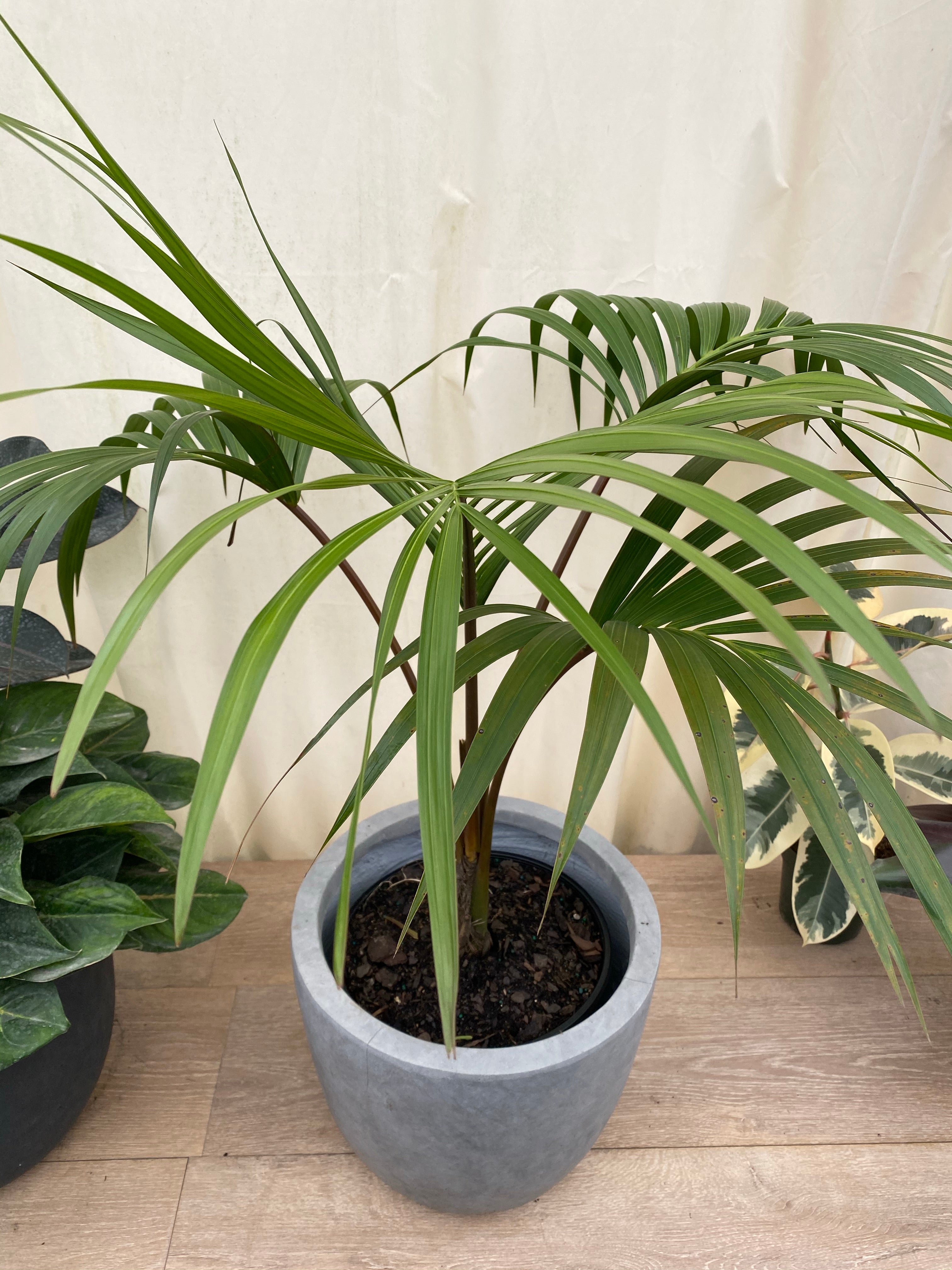 Kentia Palm Single Stem, Howea Forsteriana