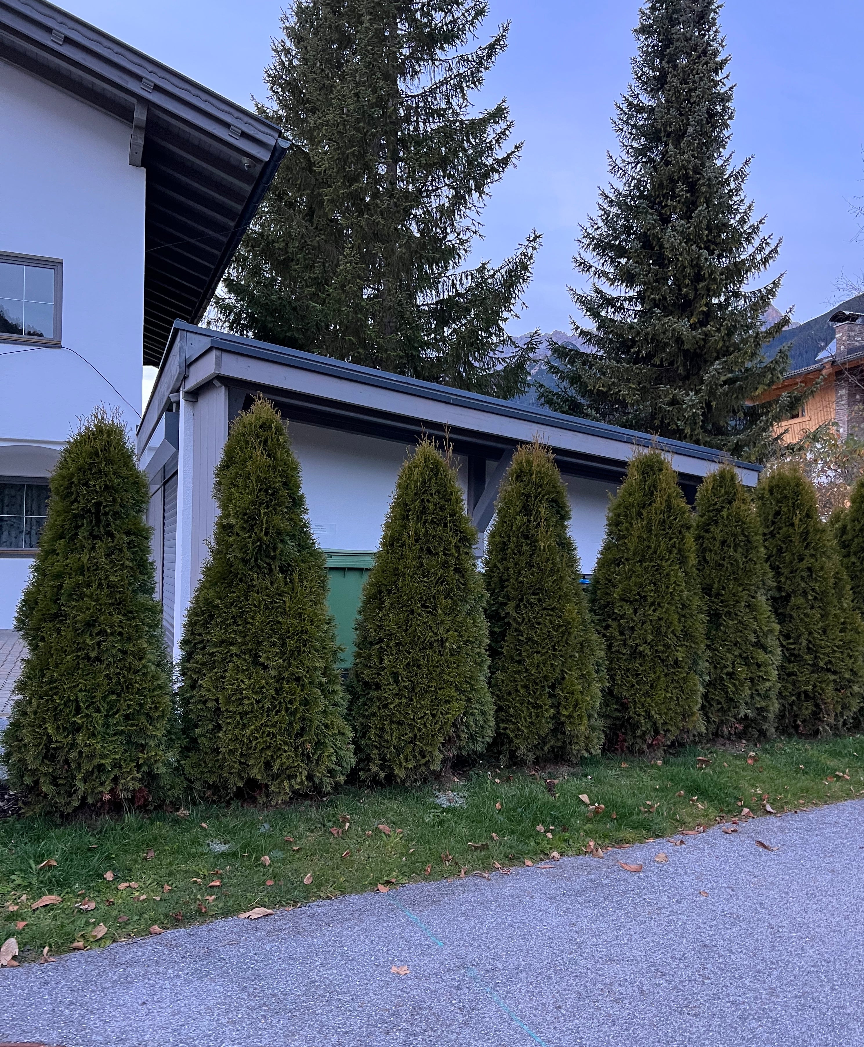Spartan Juniper Tree, Juniperus chinensis