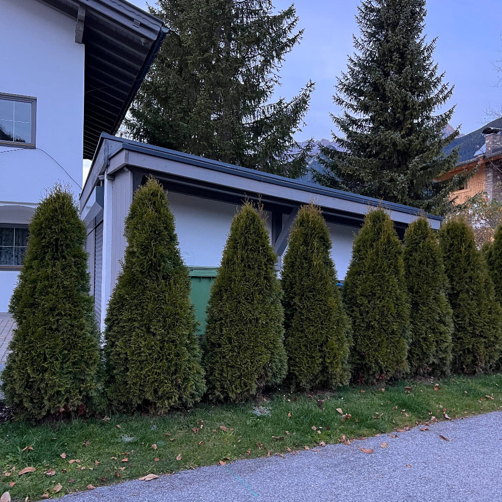 Spartan Juniper Tree, Juniperus chinensis fully grown planted in garden.