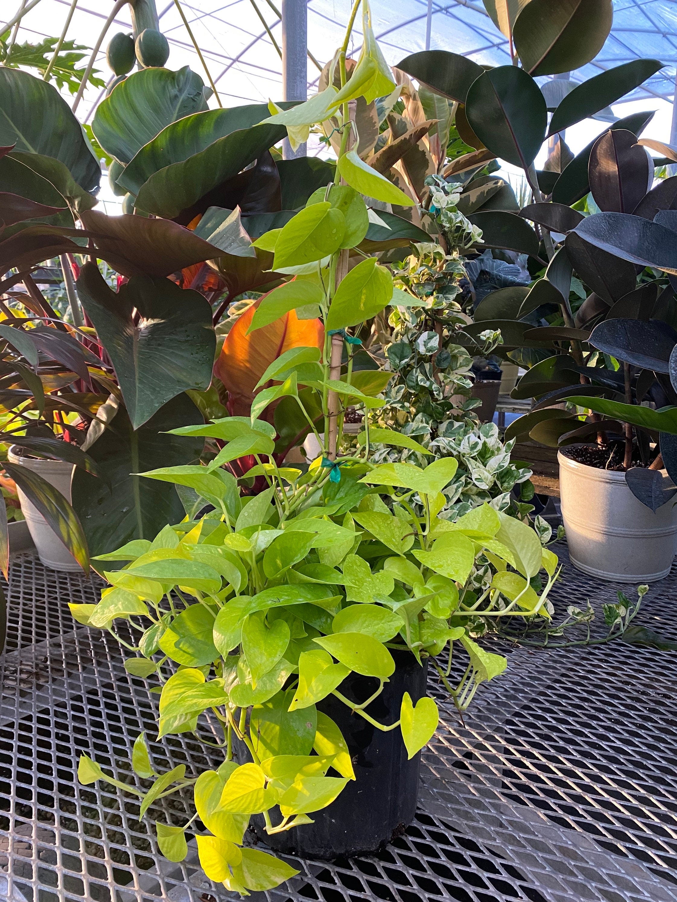 Pothos Neon Trellis leaves view