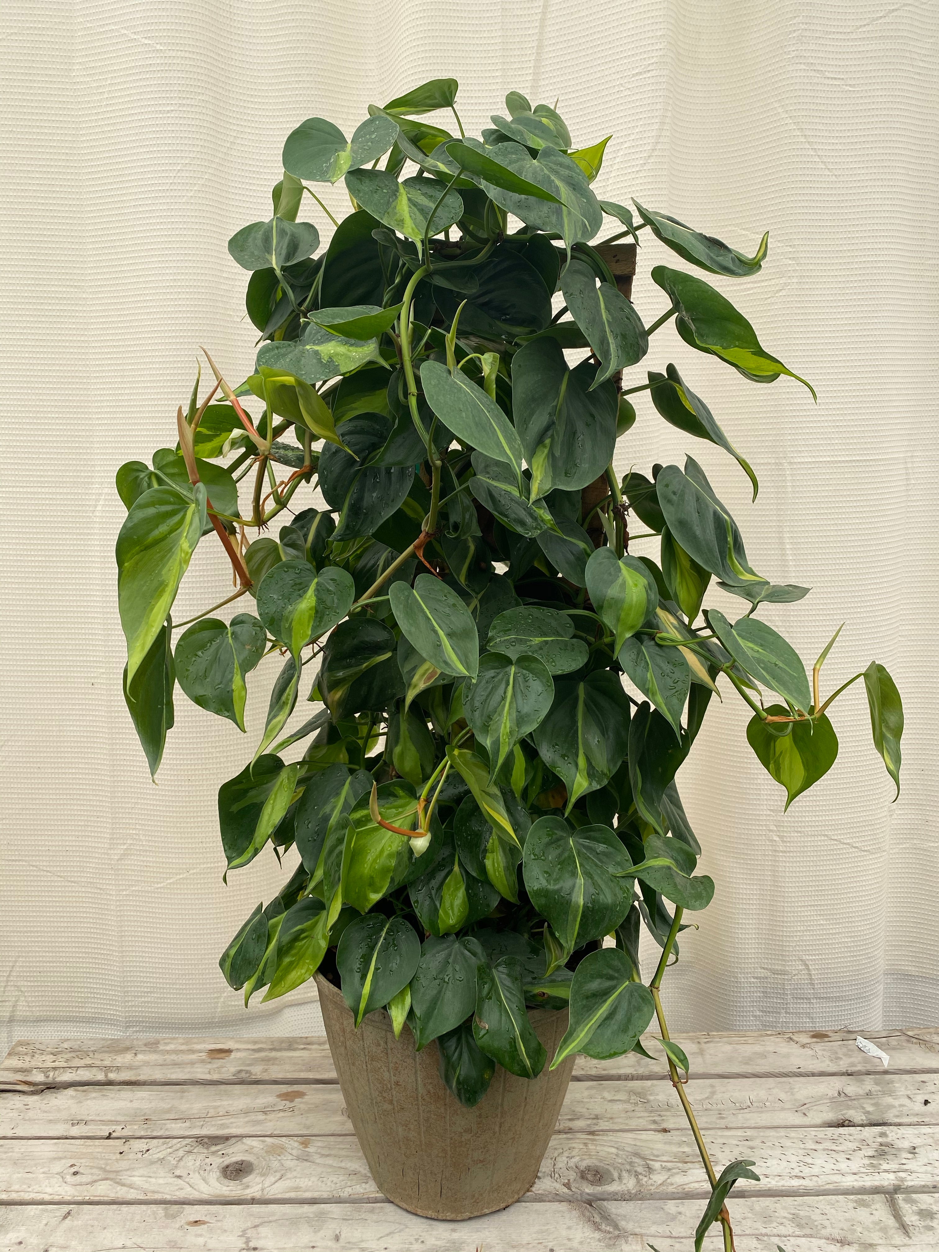 Philodendron Brazil in Trellis, Live Tropical Plant Vine
