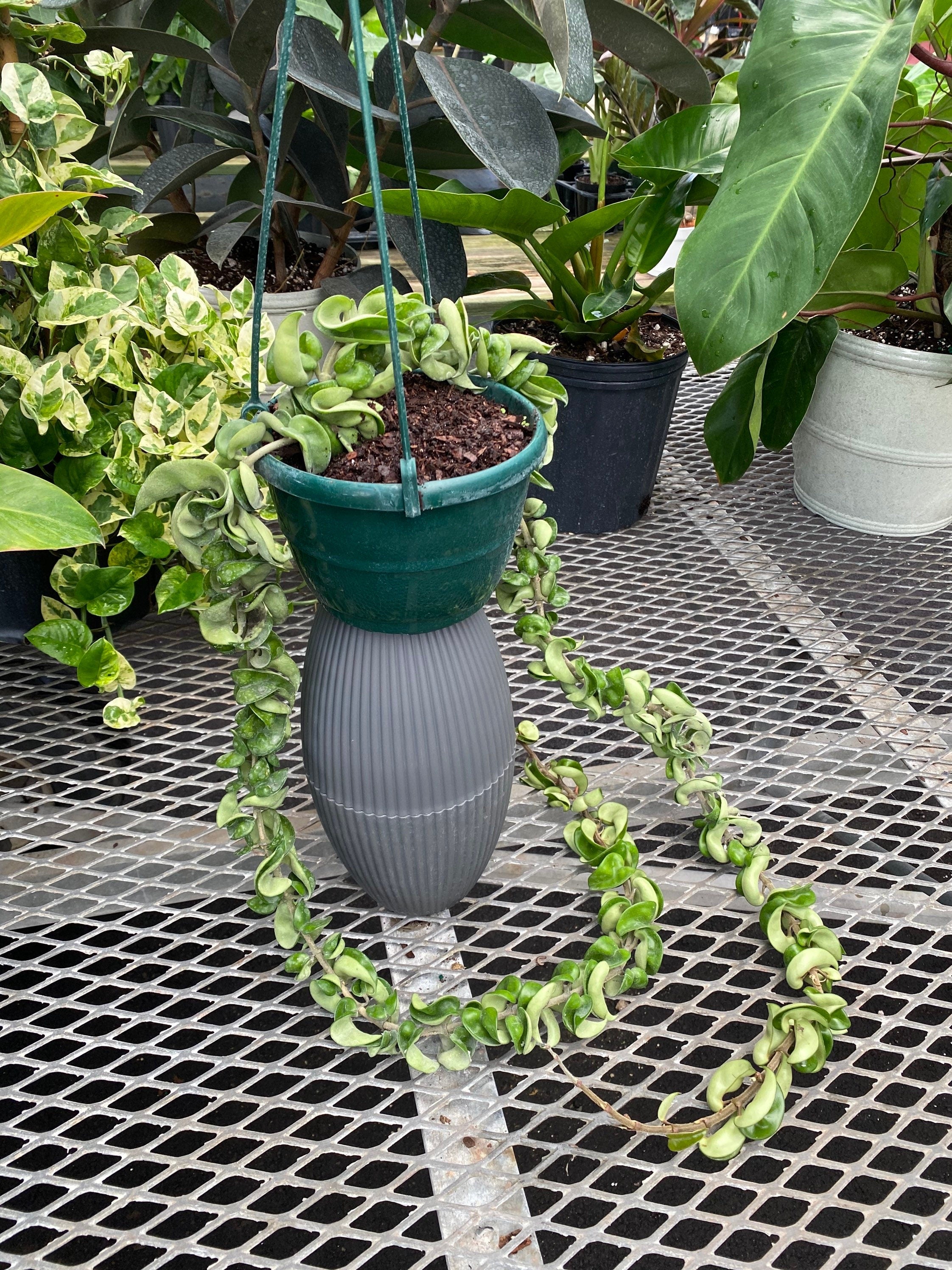 view of Hoya Carnosa Hindu Rope in Hanging Basket, Krinkle Kurl