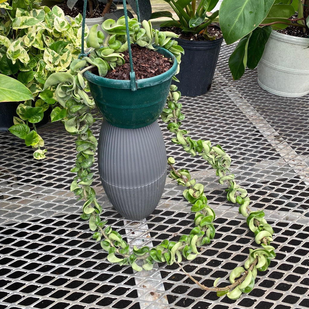 view of Hoya Carnosa Hindu Rope in Hanging Basket, Krinkle Kurl