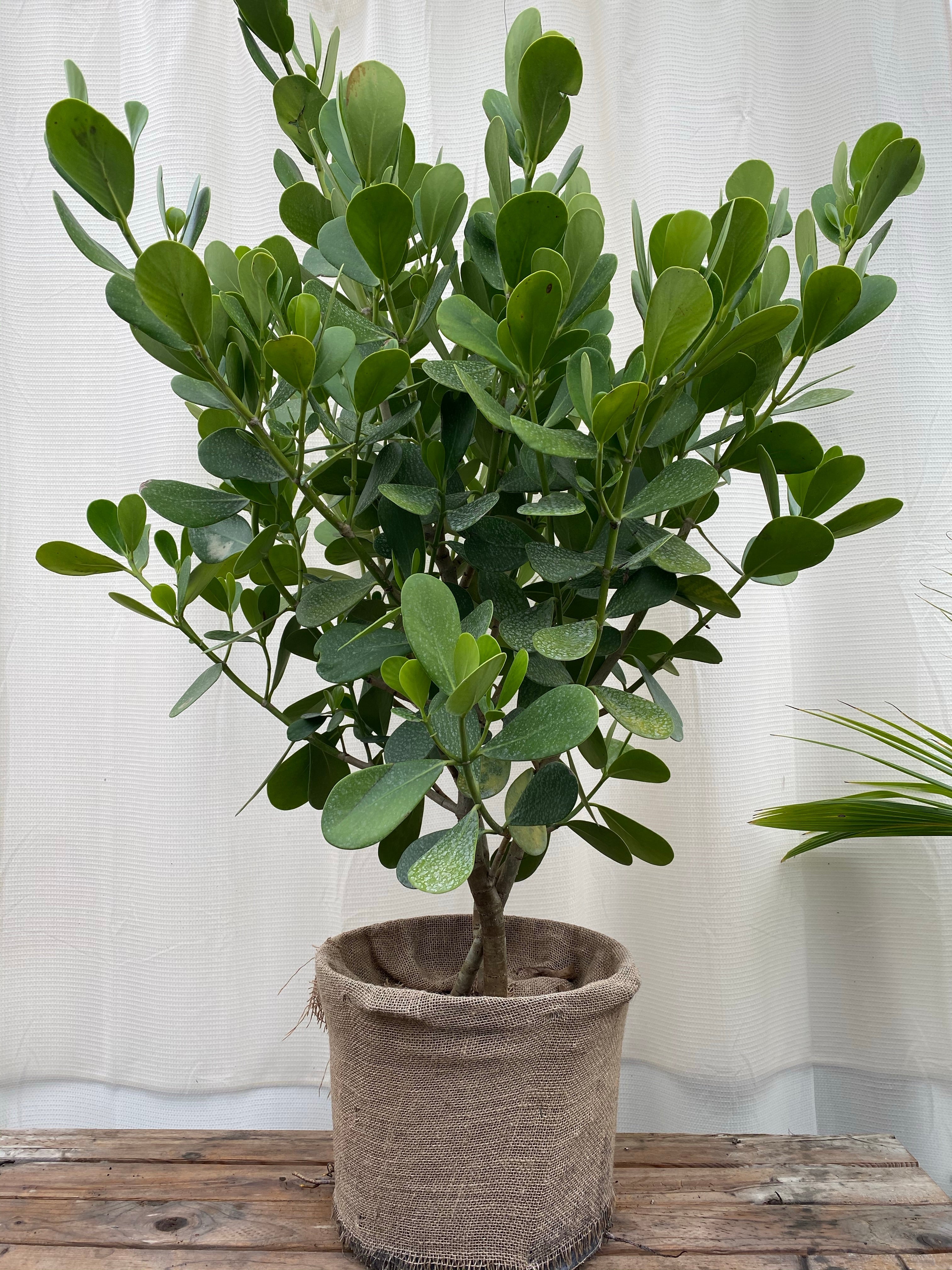 clusia plant fertilizer Clusia Guttifera Tree Form, Fast Growing Tree