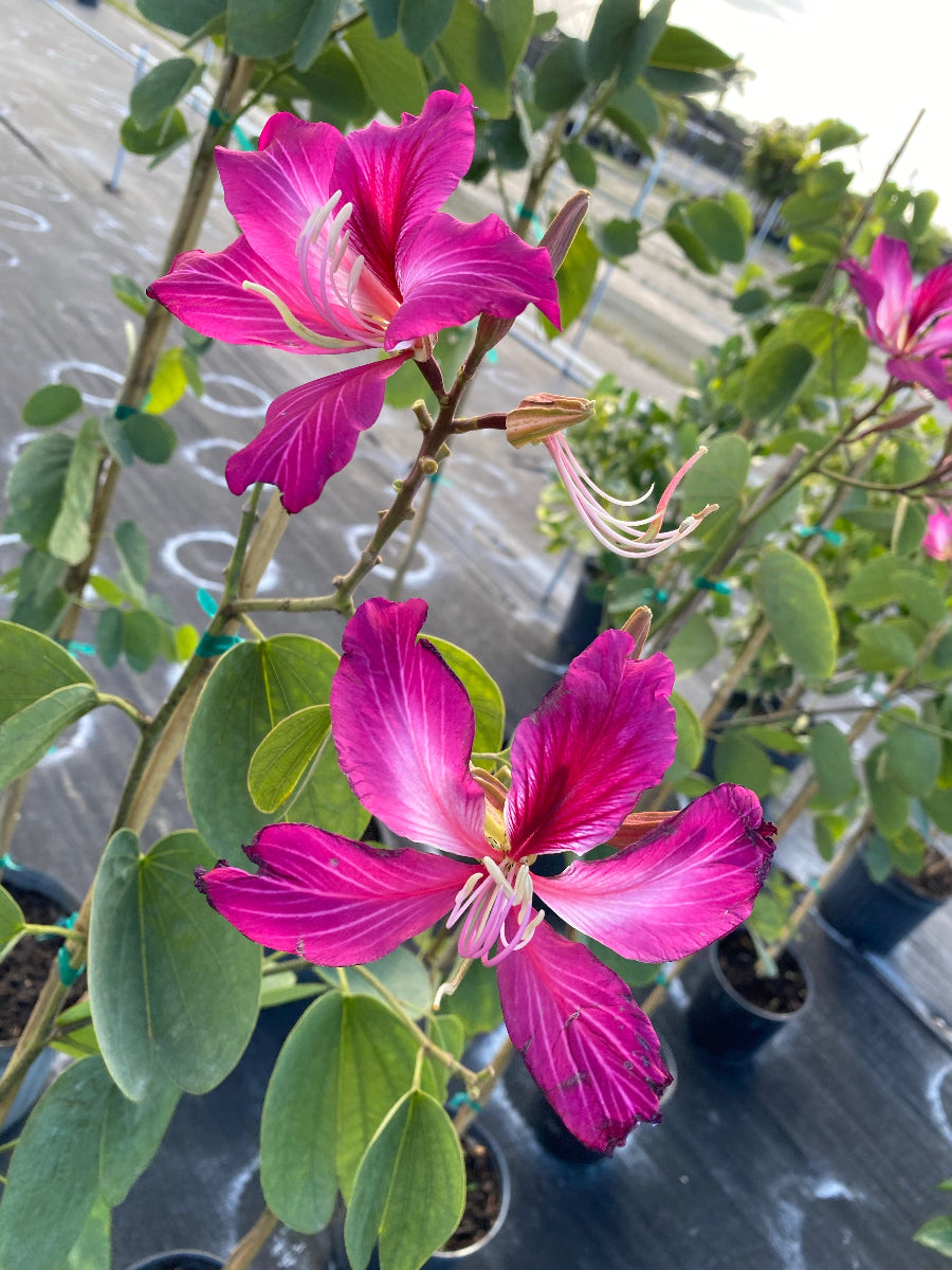 Close-up of pink-purple Hong Kong Orchid flowers on a potted nursery plant.