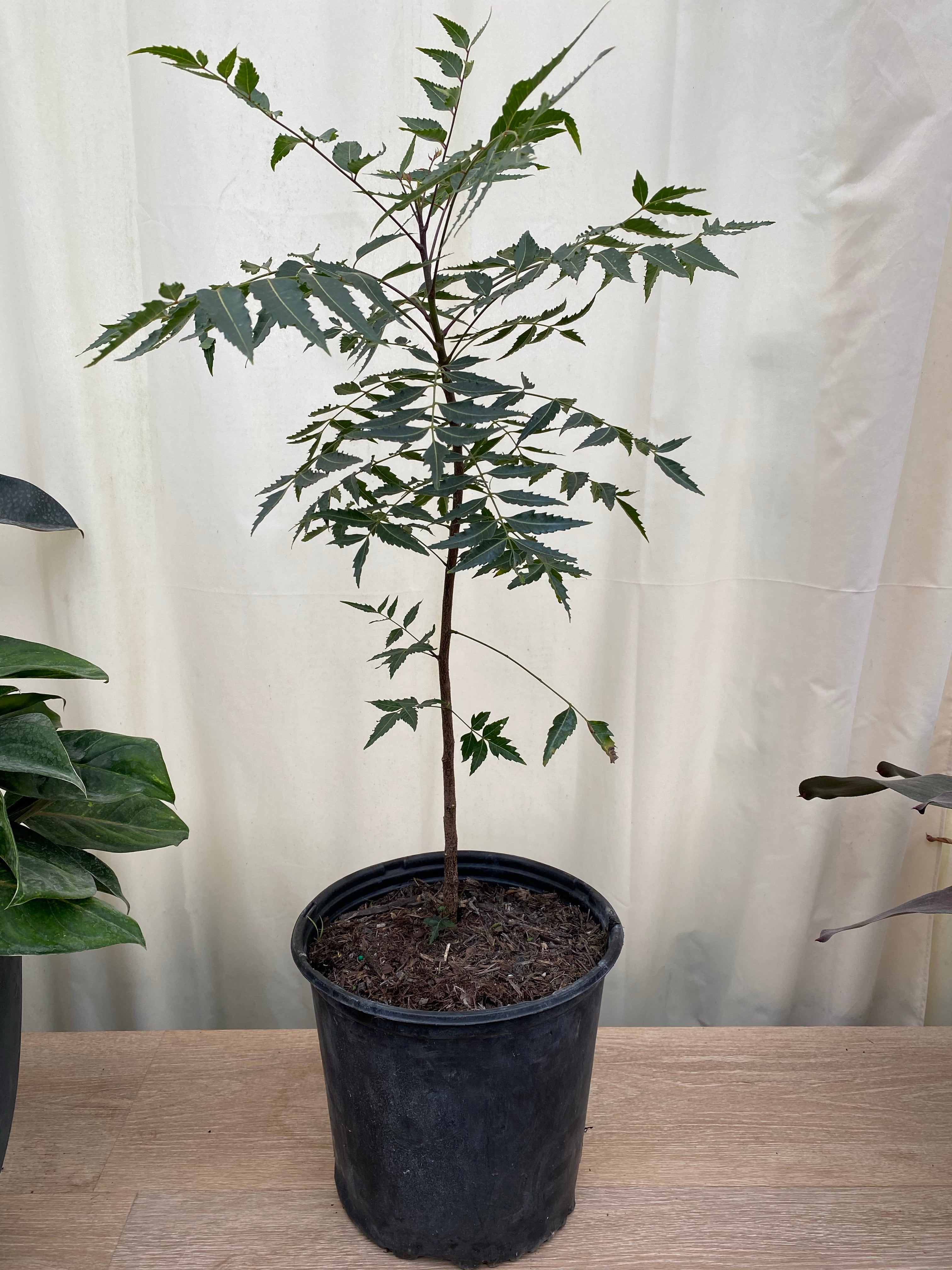 Neem Tree, Indian Lilac, Azadirachta indica