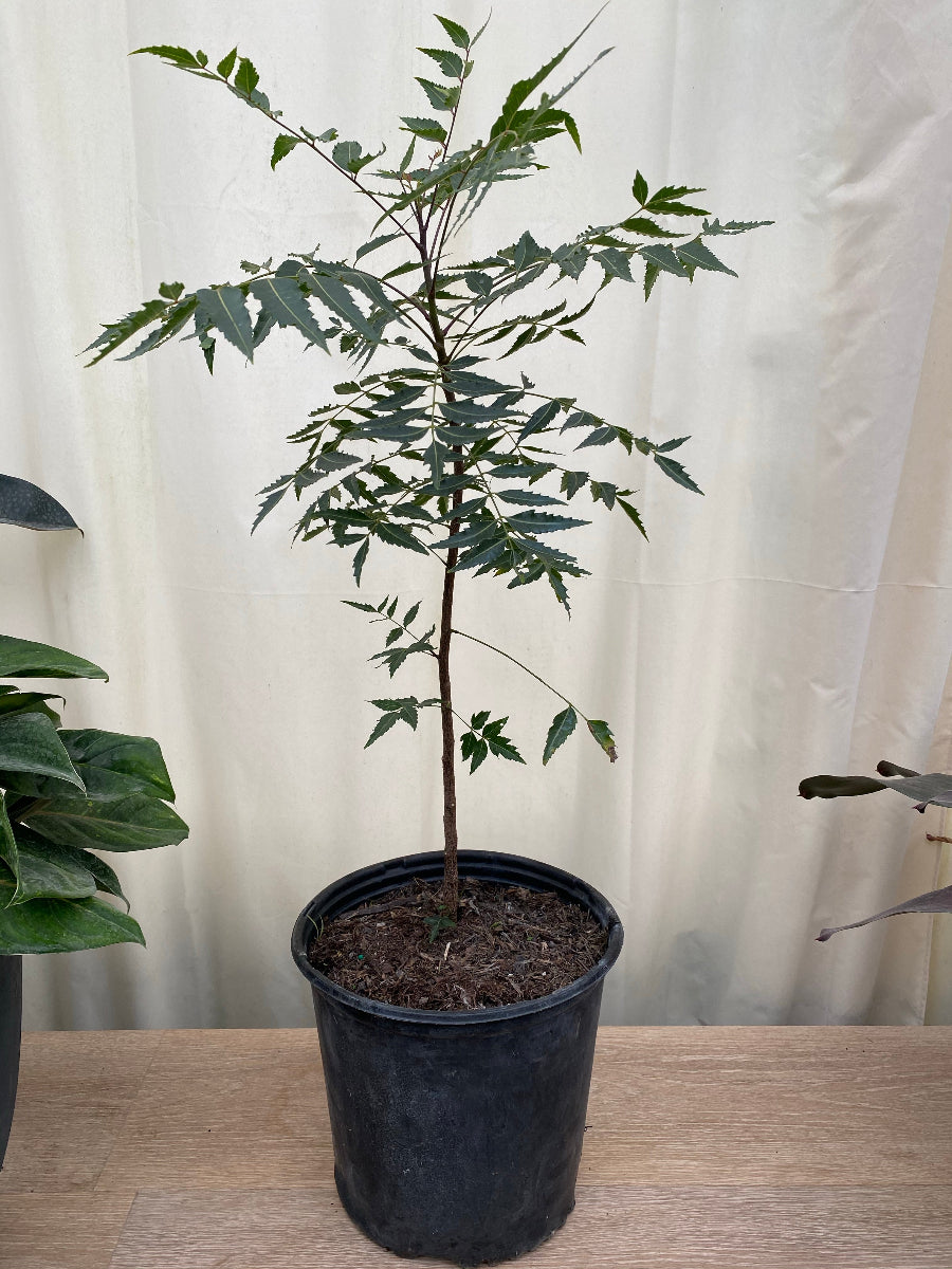Young potted Neem tree (Indian Lilac) sapling in a black nursery pot.