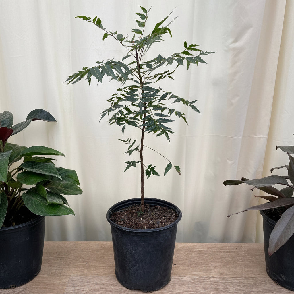 Young potted Neem tree (Indian Lilac) sapling in a black nursery pot.