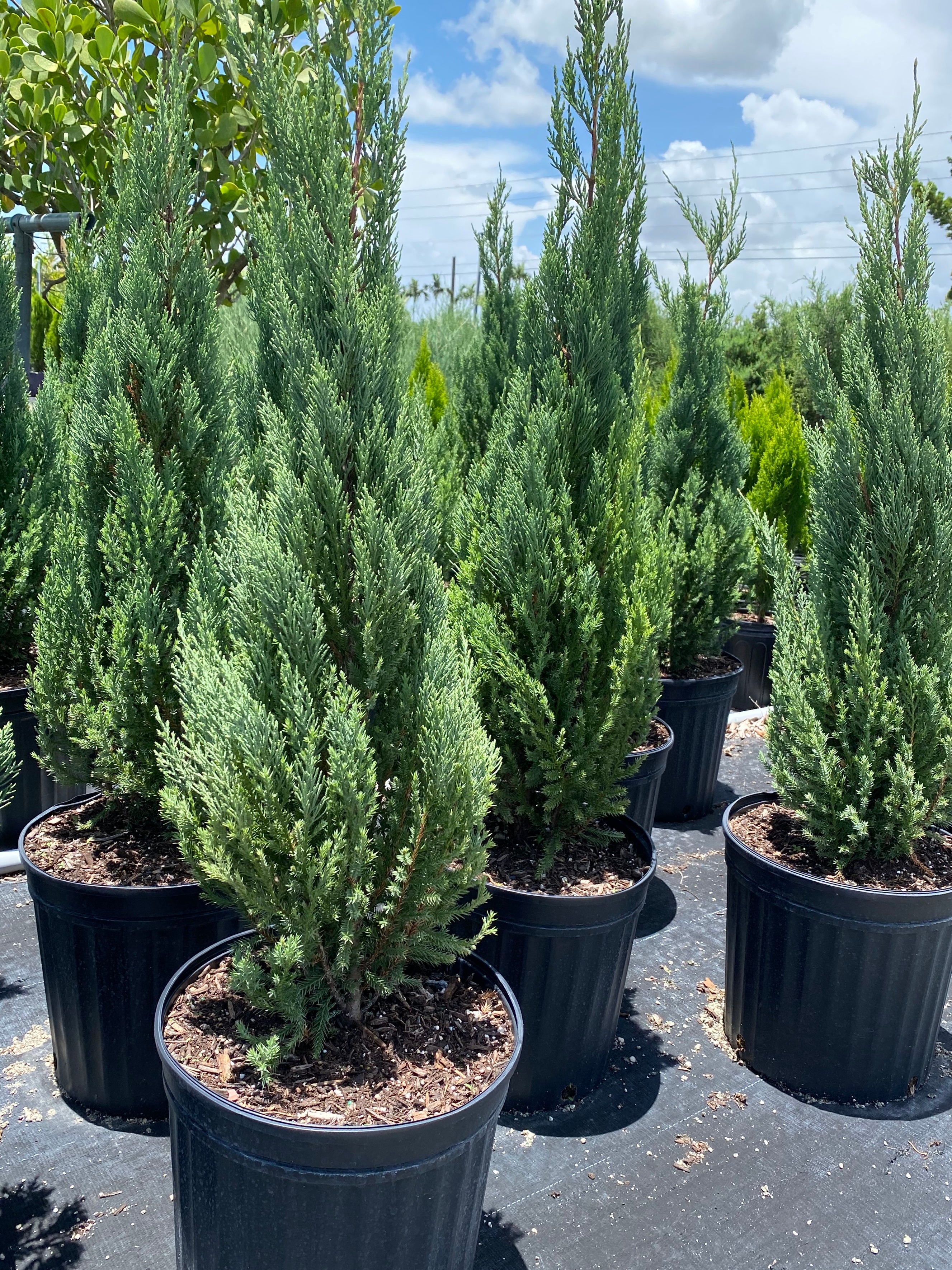 Blue Point Juniper, Juniperus Chinensis