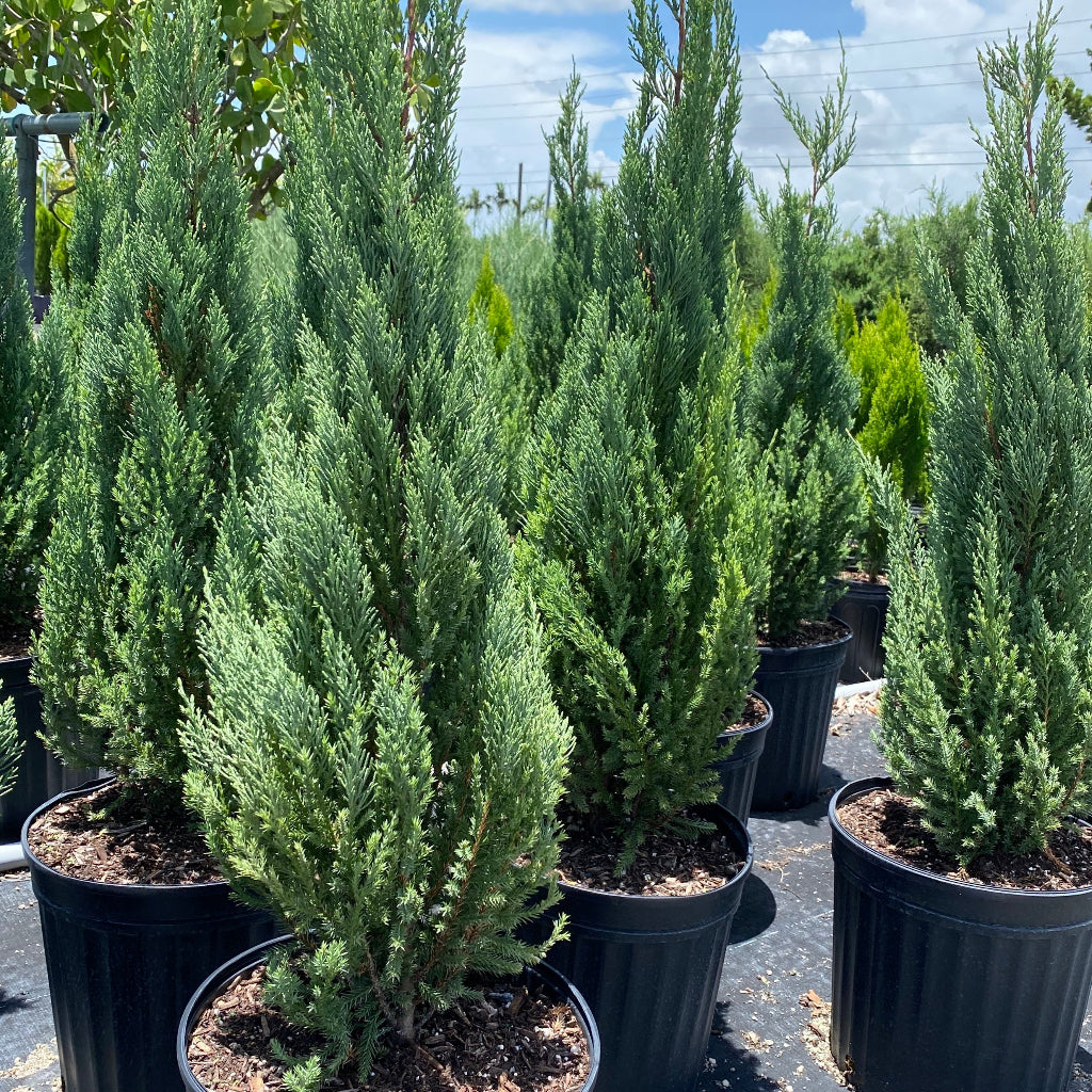 Blue Point Juniper, Juniperus Chinensis, Nursery Pot 5gal