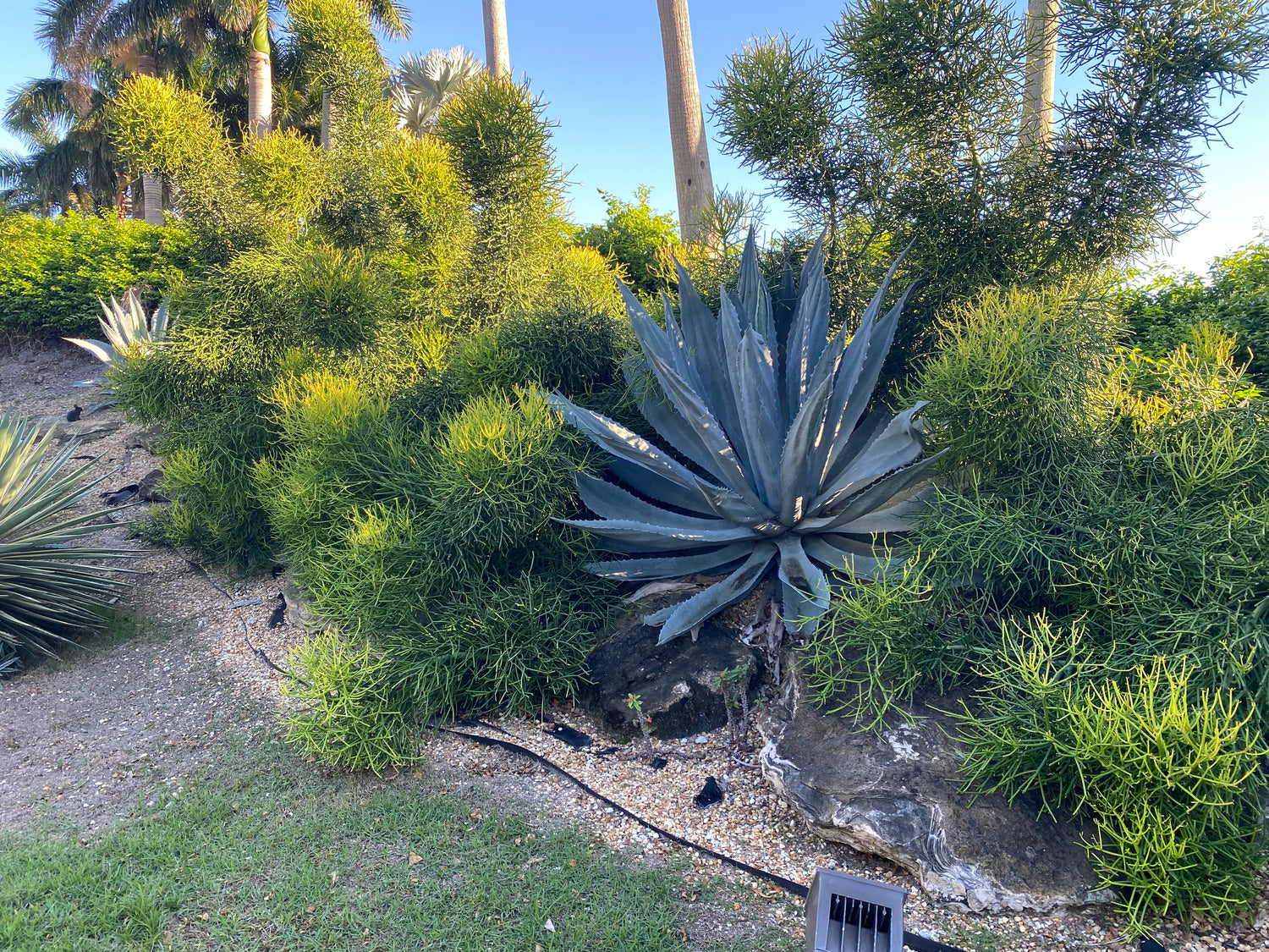 Euphorbia Pencil Tree Cactus, Milk Bush, Sticks of Fire