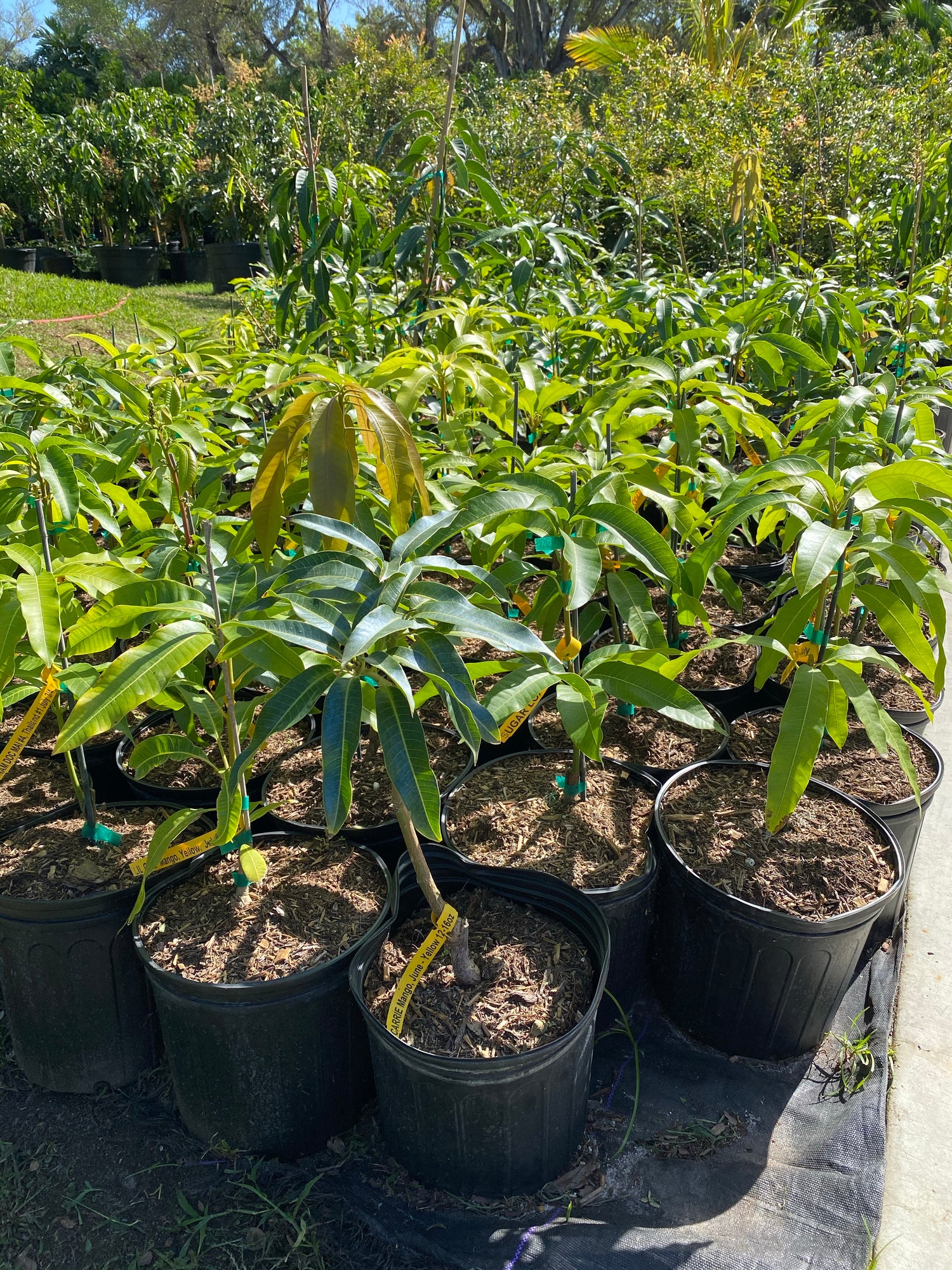 Carrie Mango Fruit Tree, Mangifera indica