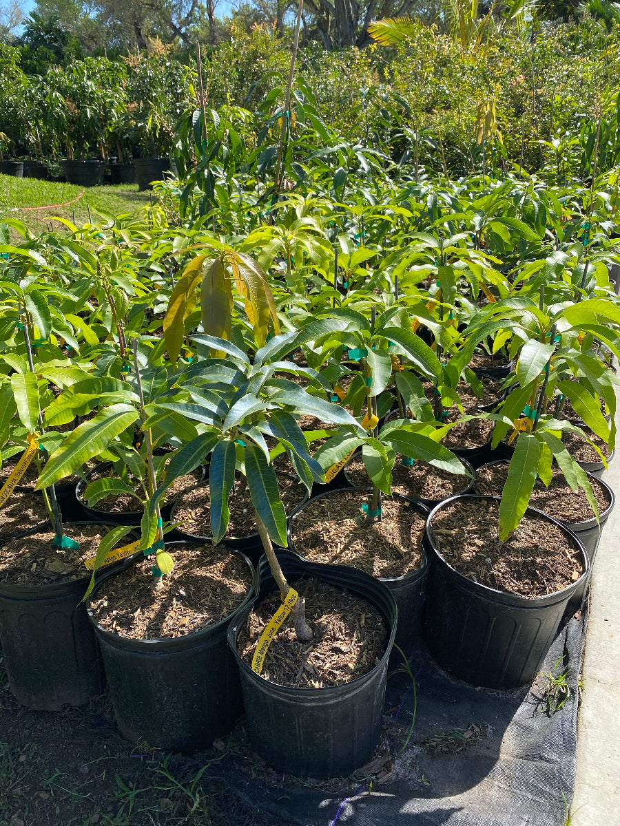 Young Carrie Mango (Mangifera indica) fruit trees growing in black nursery pots