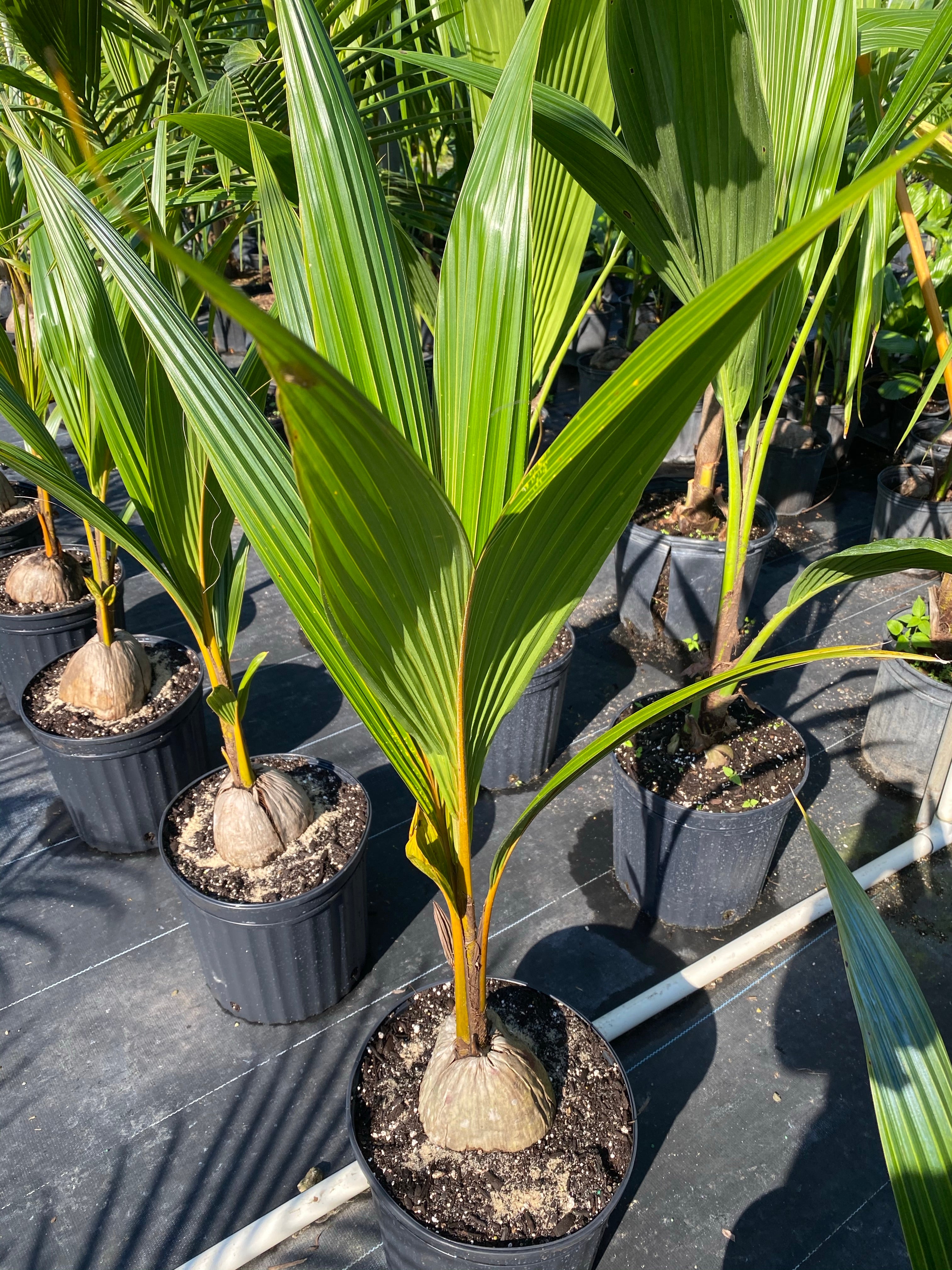 Coconut Palm Tree, Gold Malayan Cocos nucifera