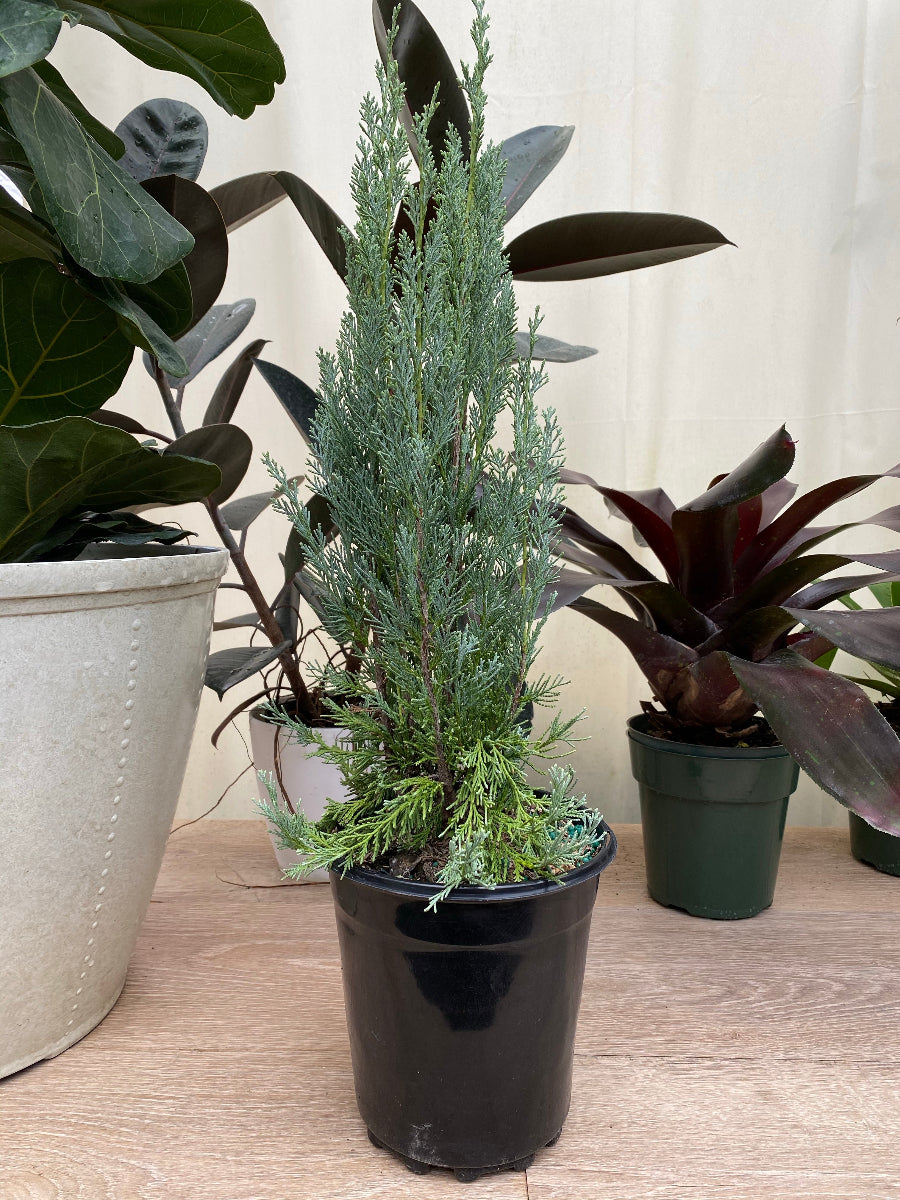 A potted Wichita Blue Rocky Mountain Juniper tree
