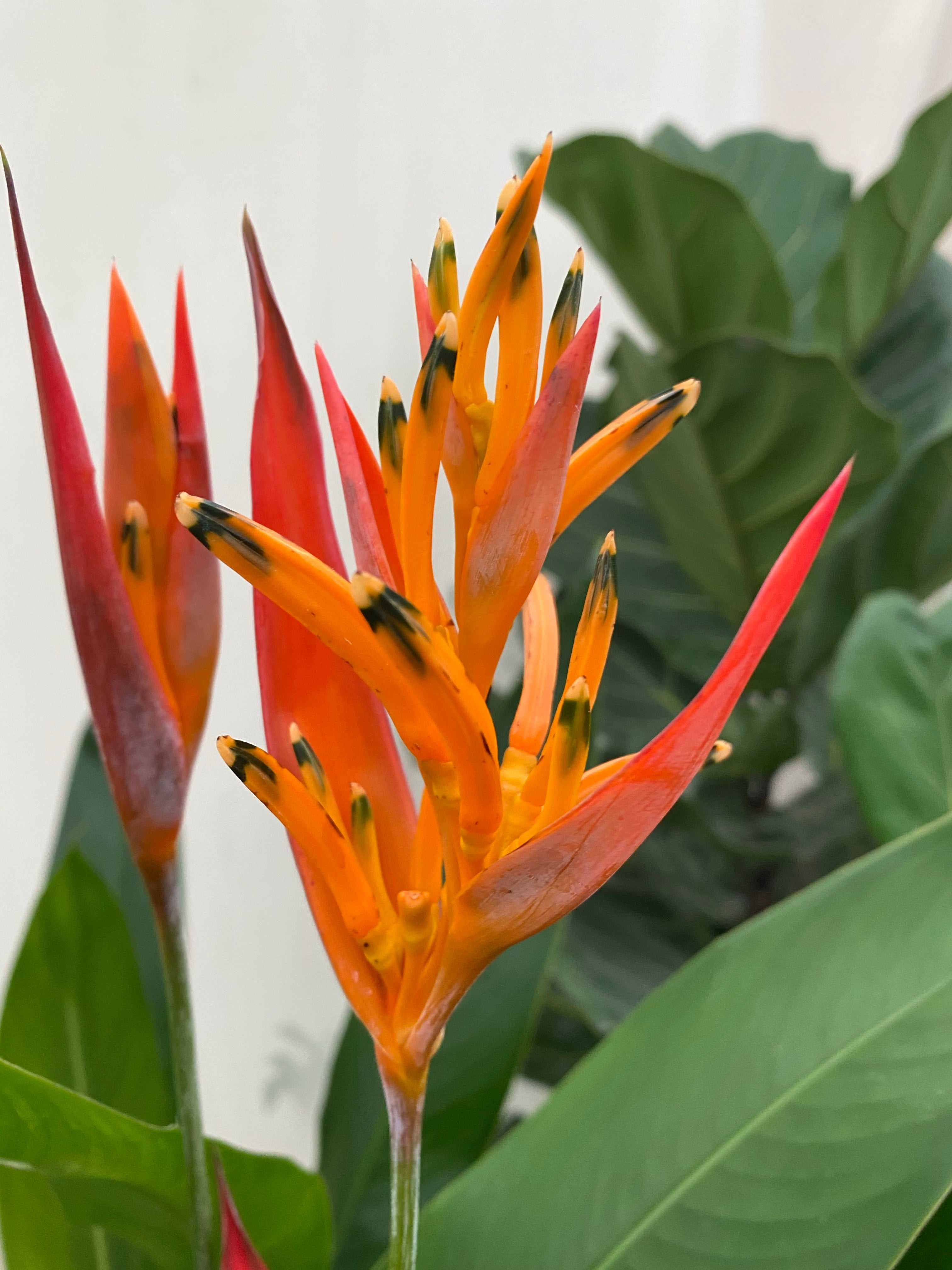 Heliconia psittacorum &