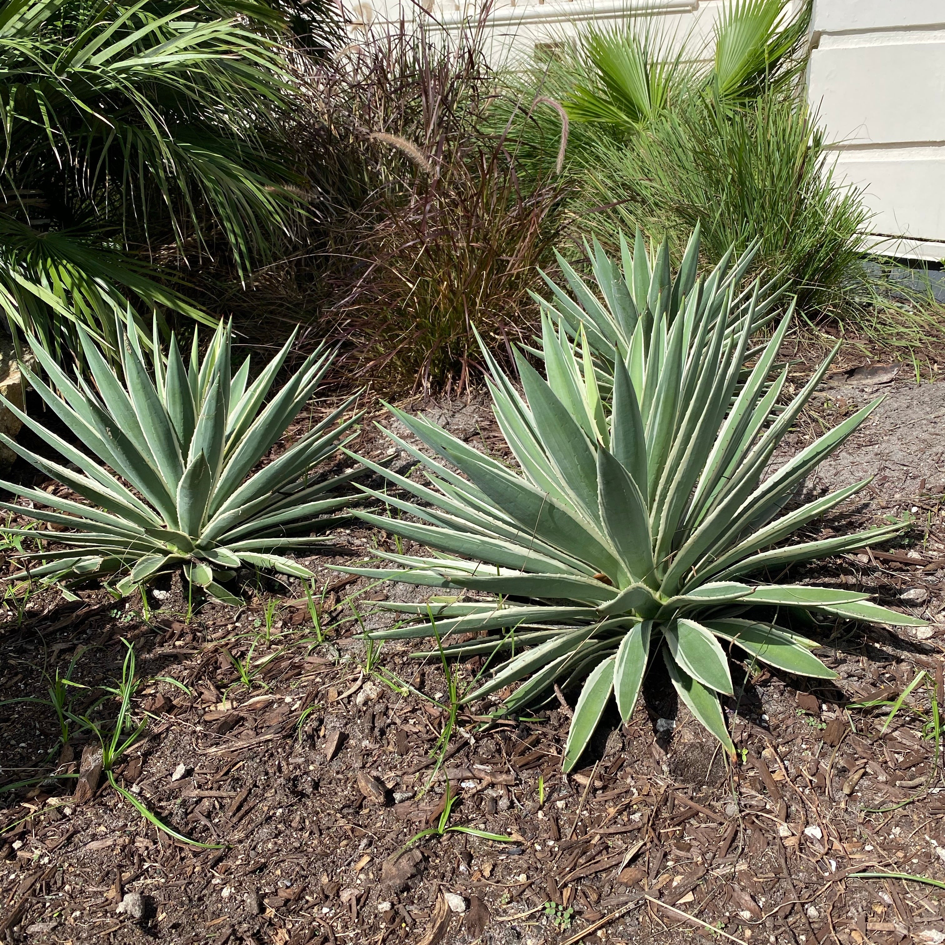 Large Mature Planted in garden Agave Angustifolia, Caribbean Agave