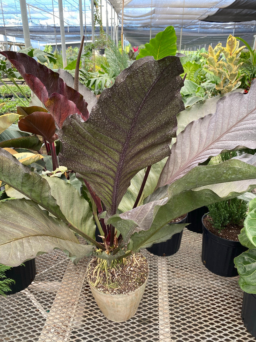 A potted Anthurium Hookeri Ruffles, also known as a Birds Nest Anthurium, featuring large, wavy, dark textured leaves
