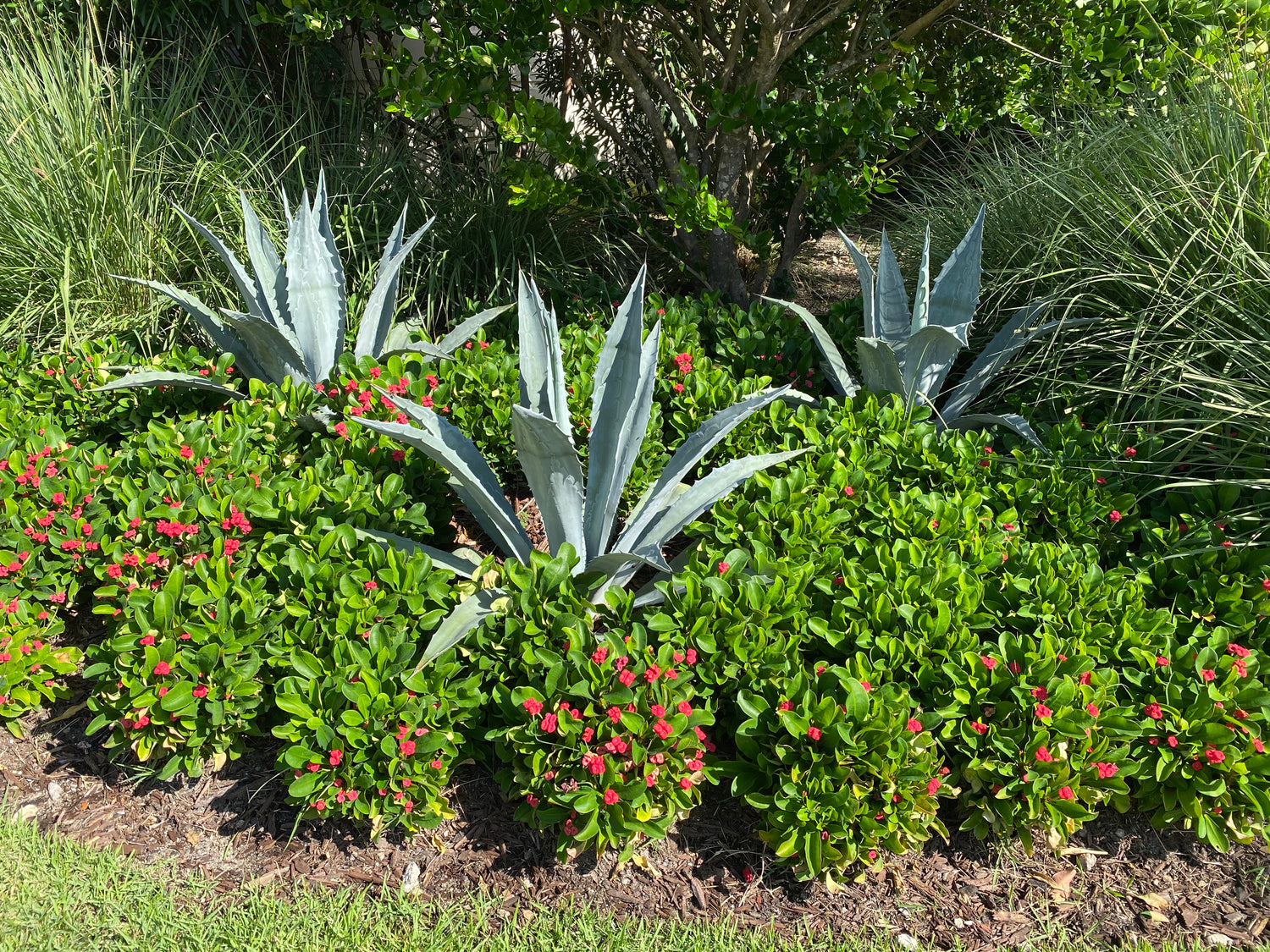 Super Blue Agave Americana, Century Plant garden view