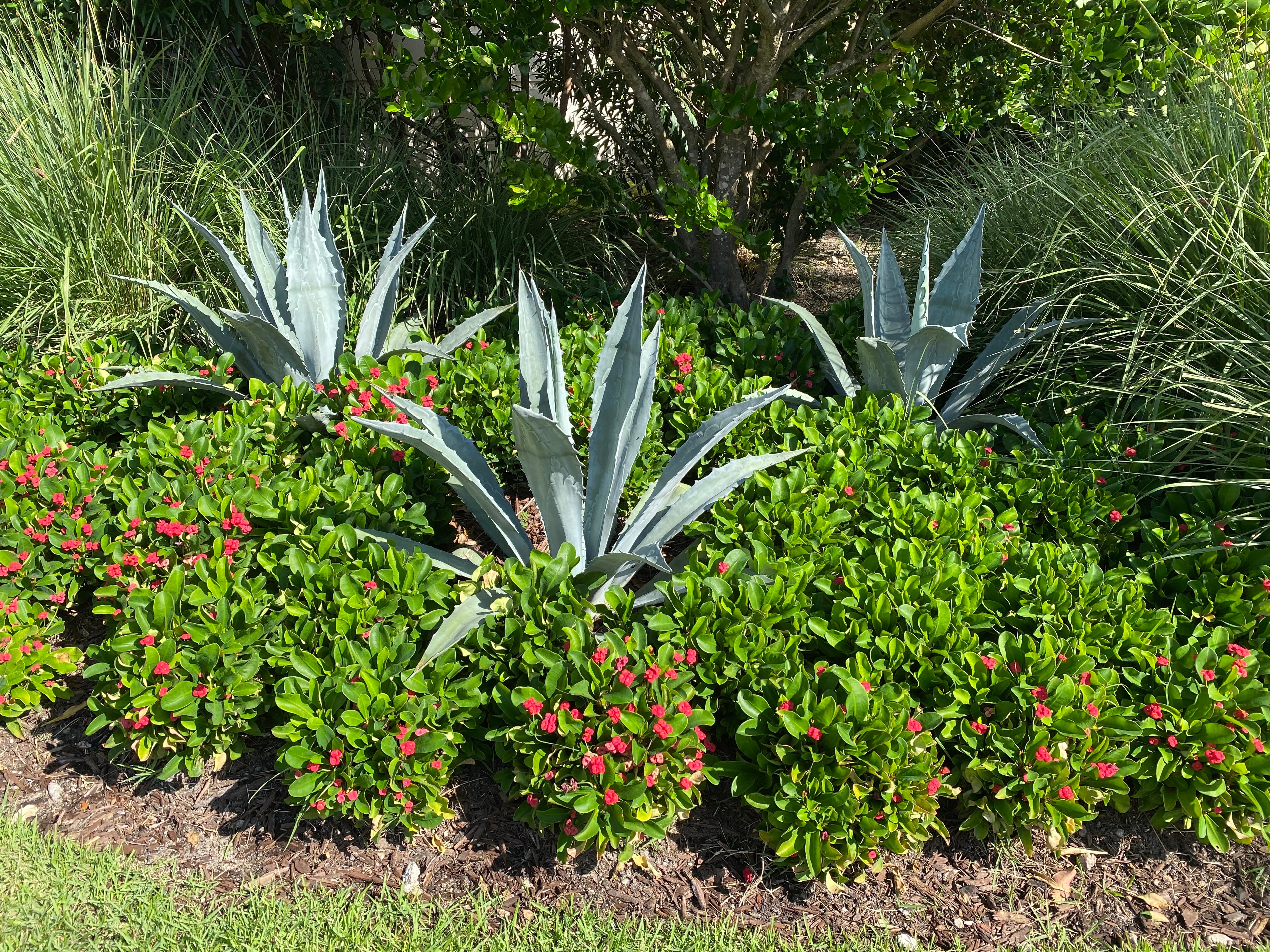 Super Blue Agave Americana, Century Plant garden view