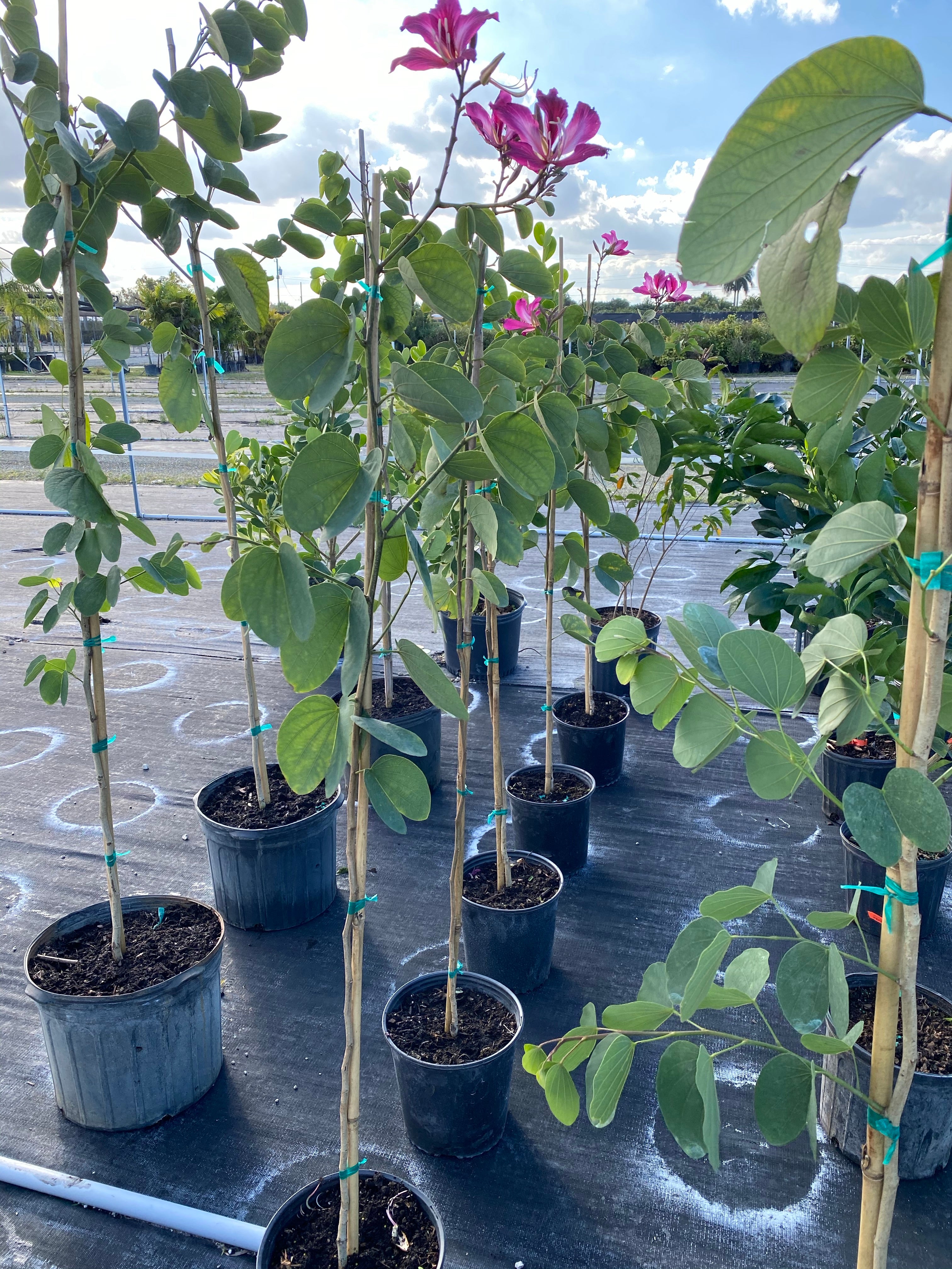 Hong Kong Orchid, Bauhinia x Blakeana Pink-Purple