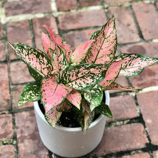 Aglaonema Wishes, Chinese Evergreen Variegated in white pot outside