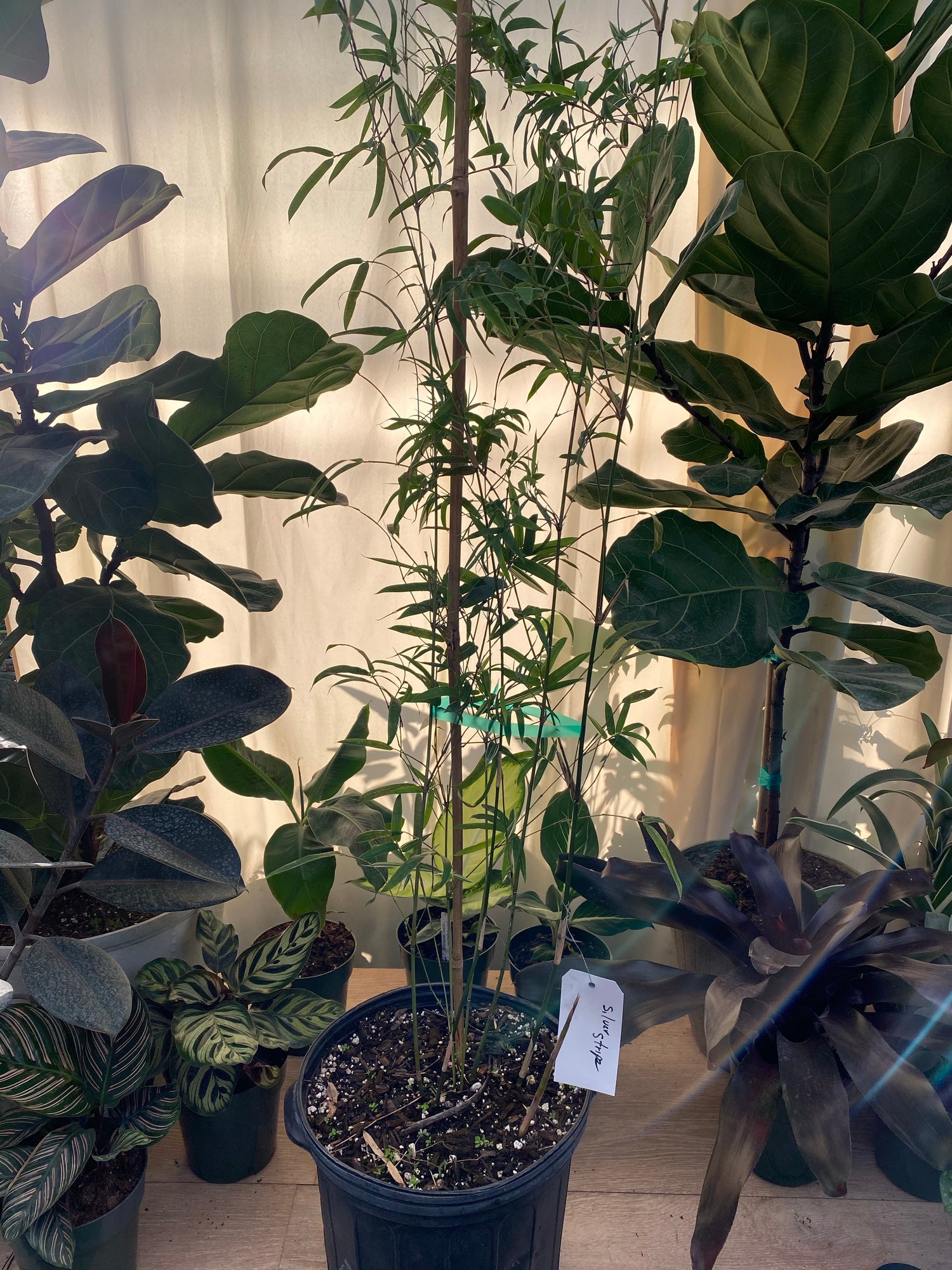 Silverstripe Bamboo Bambusa multiplex in a pot