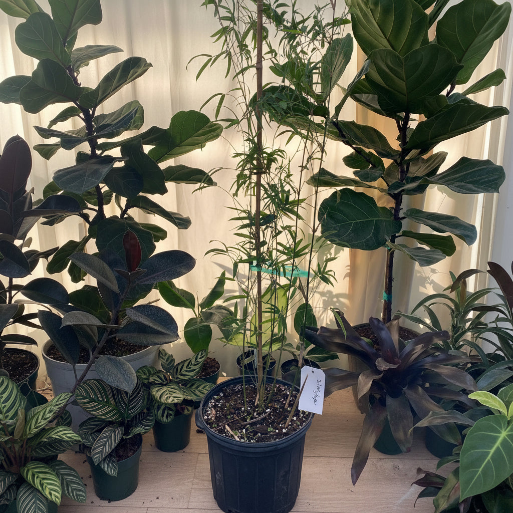 Silverstripe Bamboo Bambusa multiplex in a pot