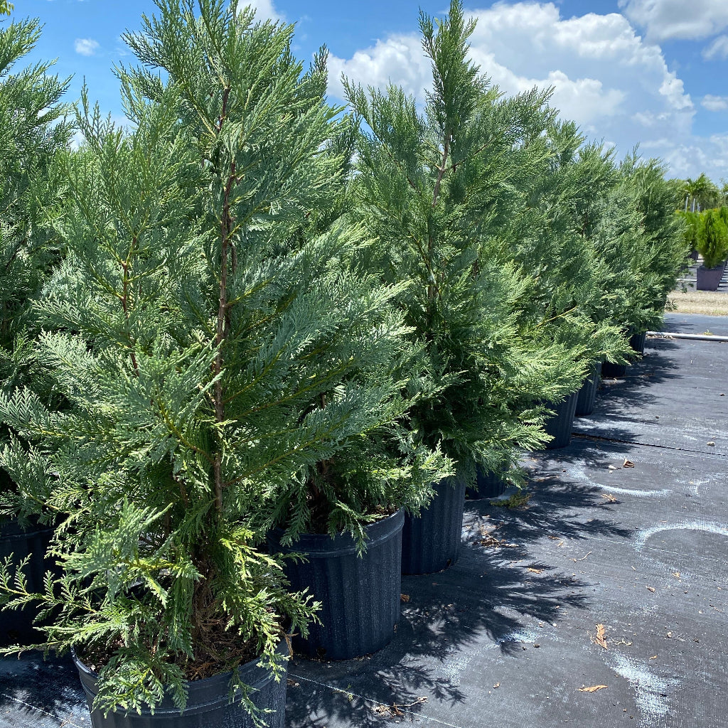 Leyland Cypress Fastest Growing Tree group