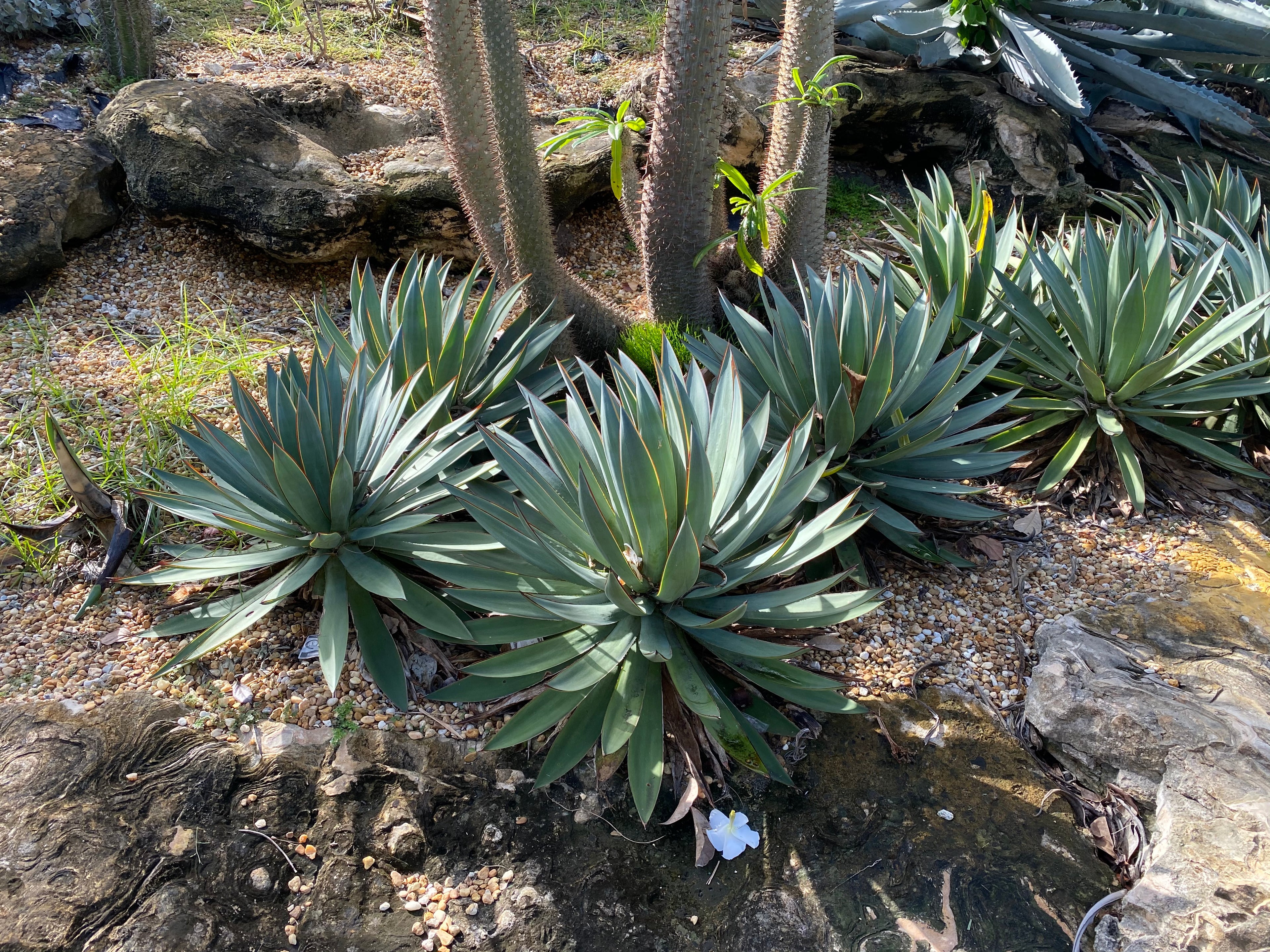 Agave Blue Glow
