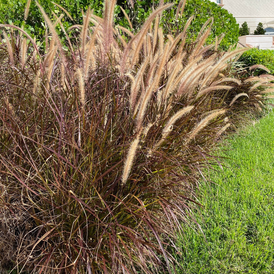 Red fountain grass Pennisetum setaceum Rubrum Row of purple grasses along a paved path with palm trees in the background