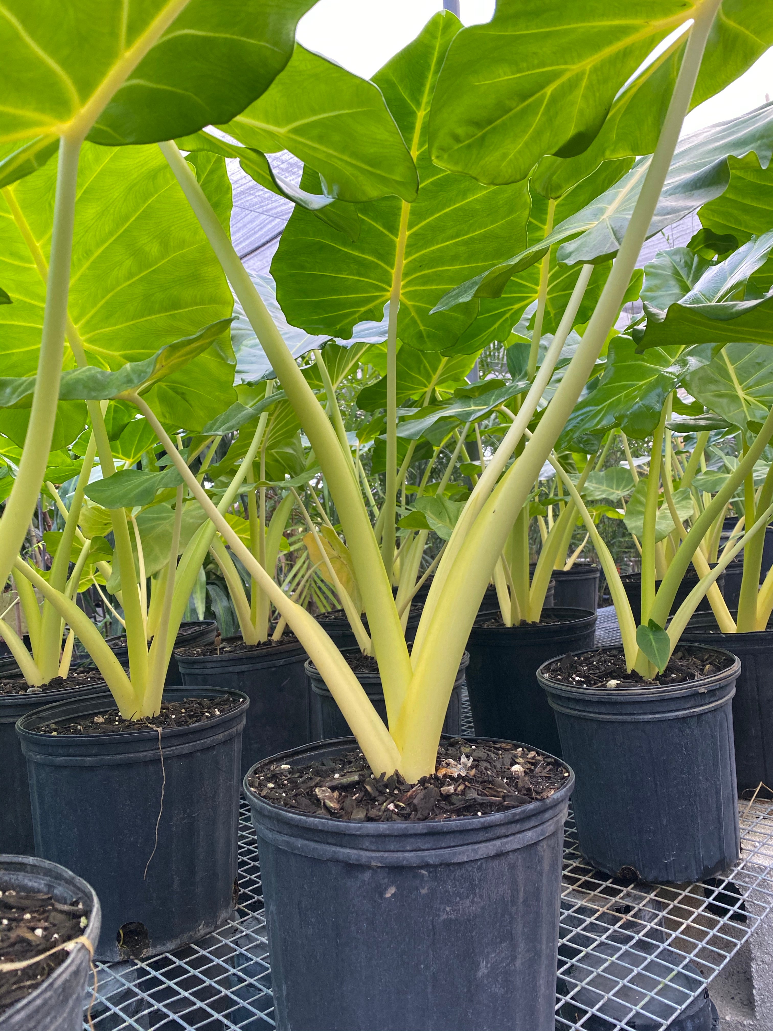outside view of Alocasia Yellow Stem, Elephant Ears, Live Tropical Plant