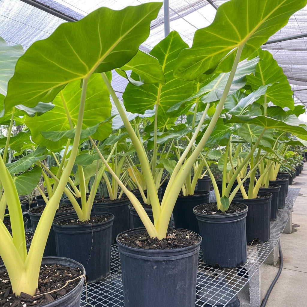 outside view of Alocasia Yellow Stem, Elephant Ears, Live Tropical Plant
