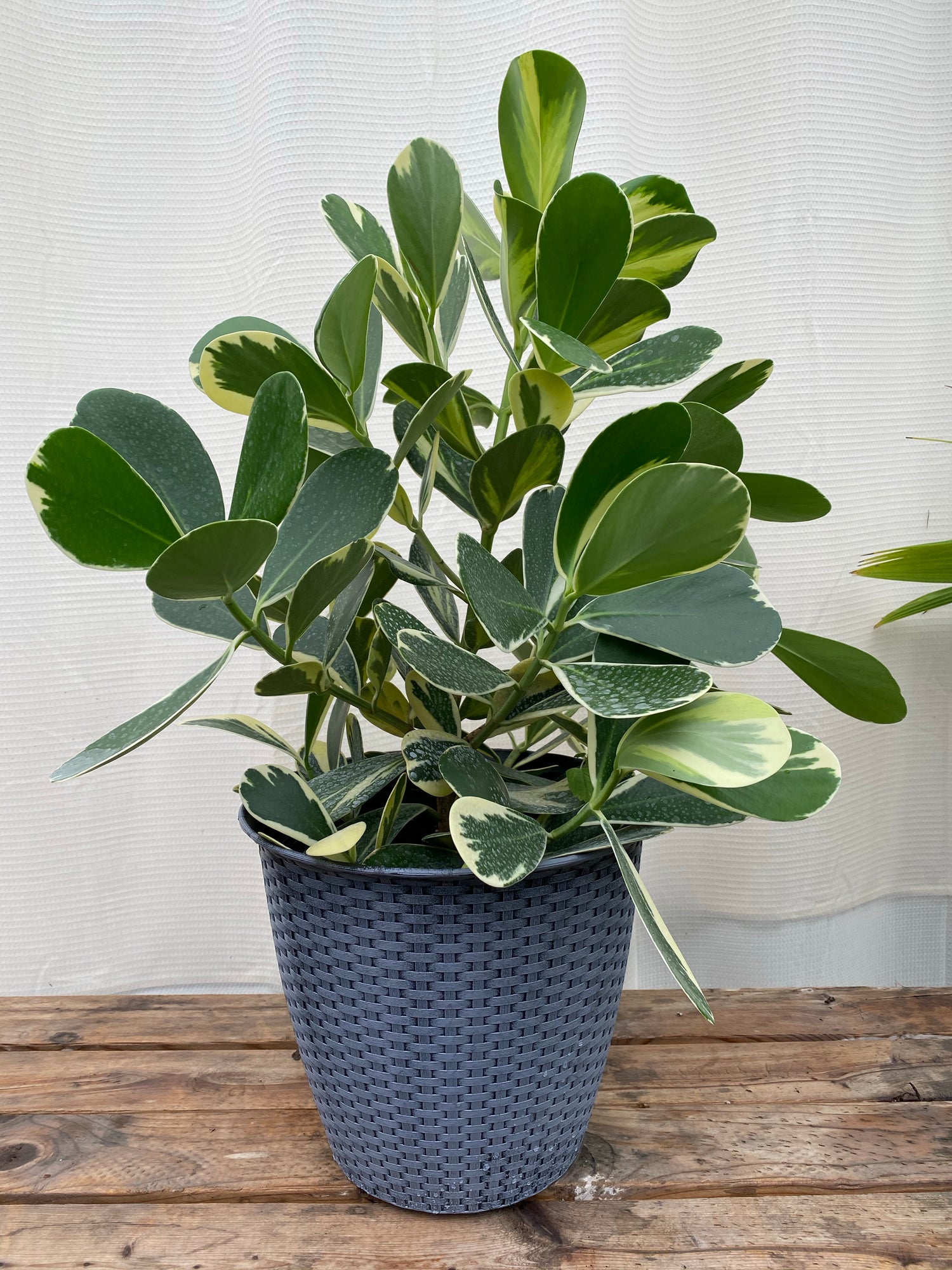 Clusia Guttifera Bush, Variegata Best Privacy Hedge Tree inside view