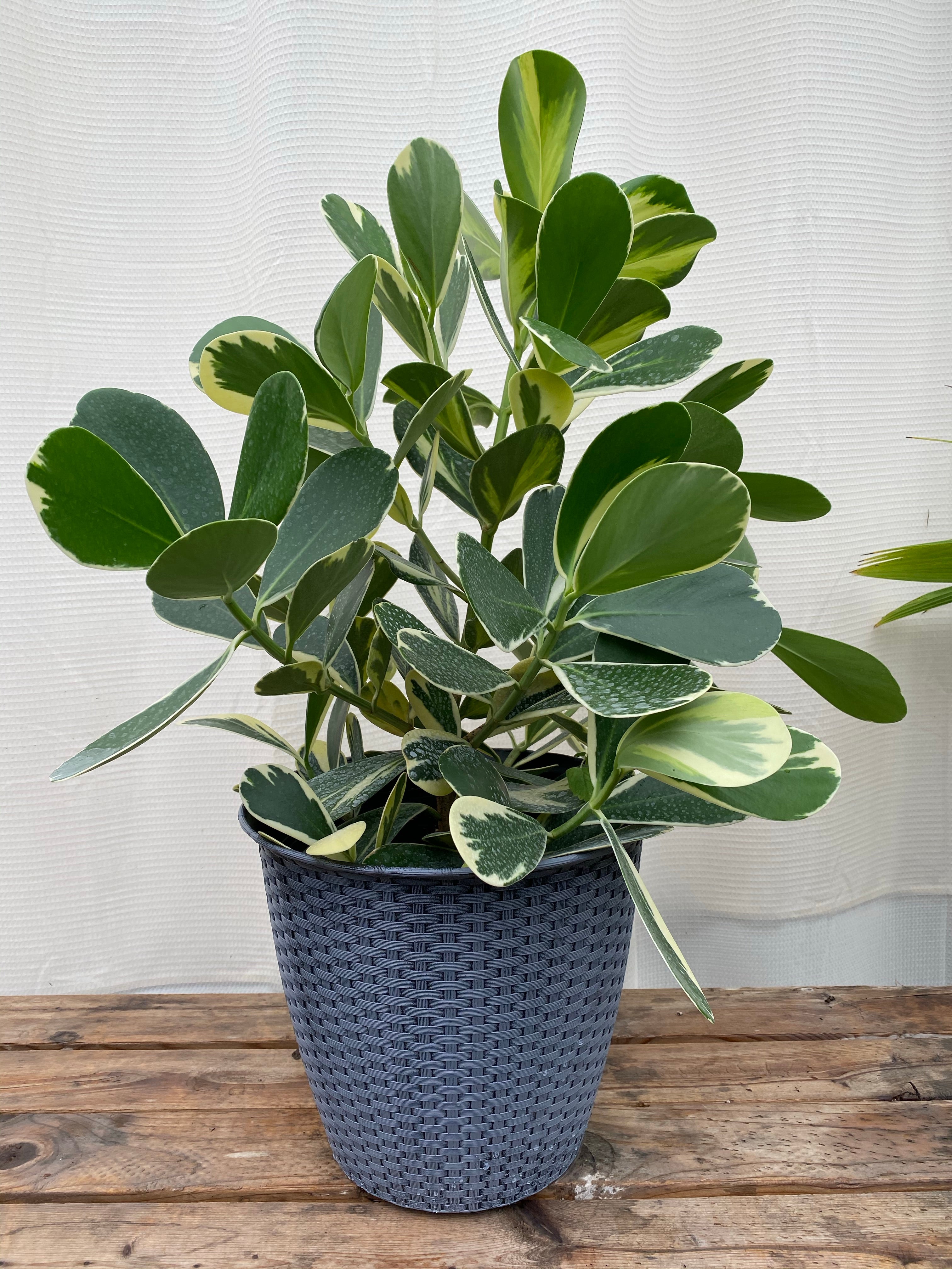 Clusia Guttifera Bush, Variegata Best Privacy Hedge Tree inside view