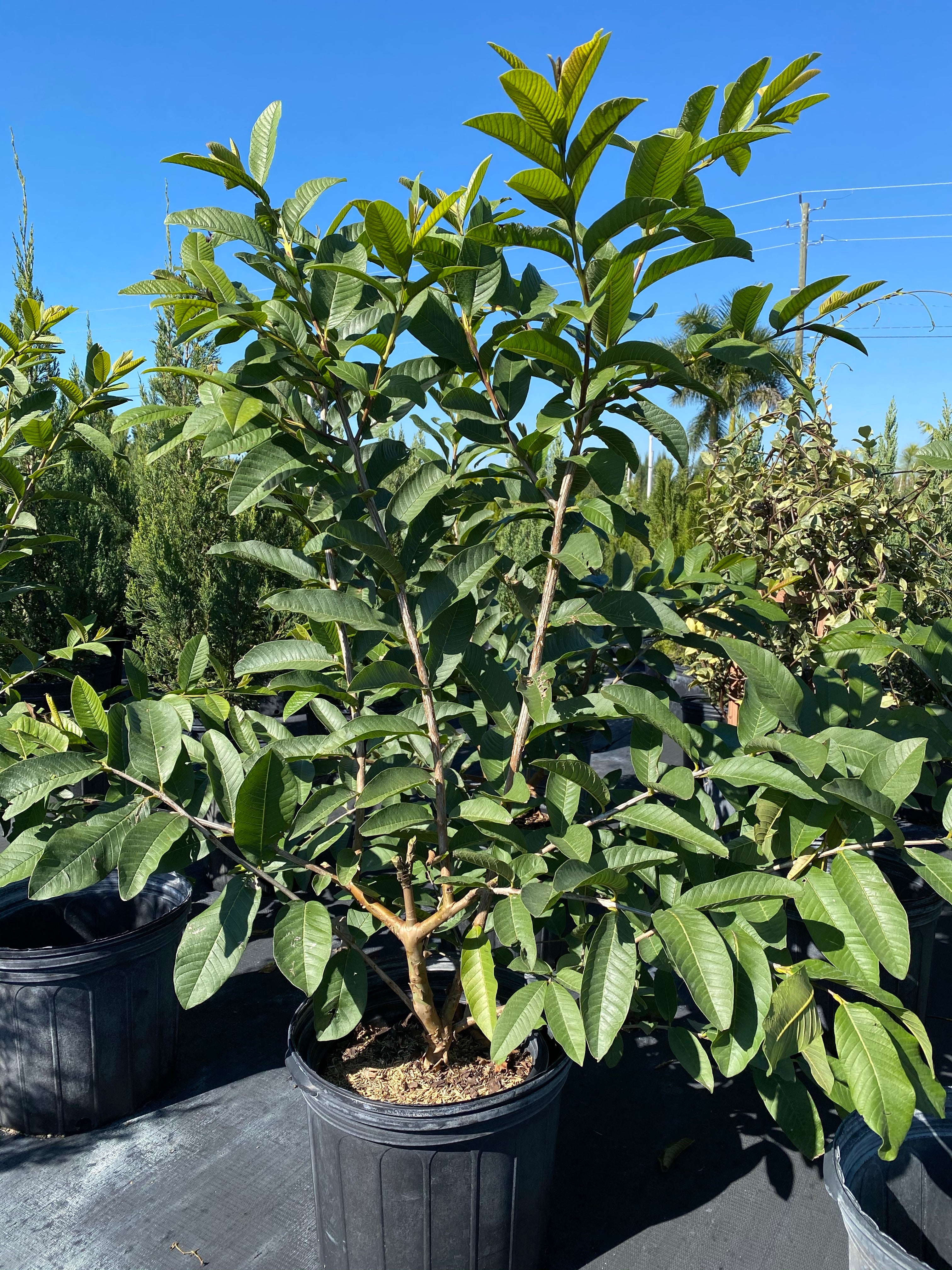 White Guava Fruit Tree, Psidium Guajava