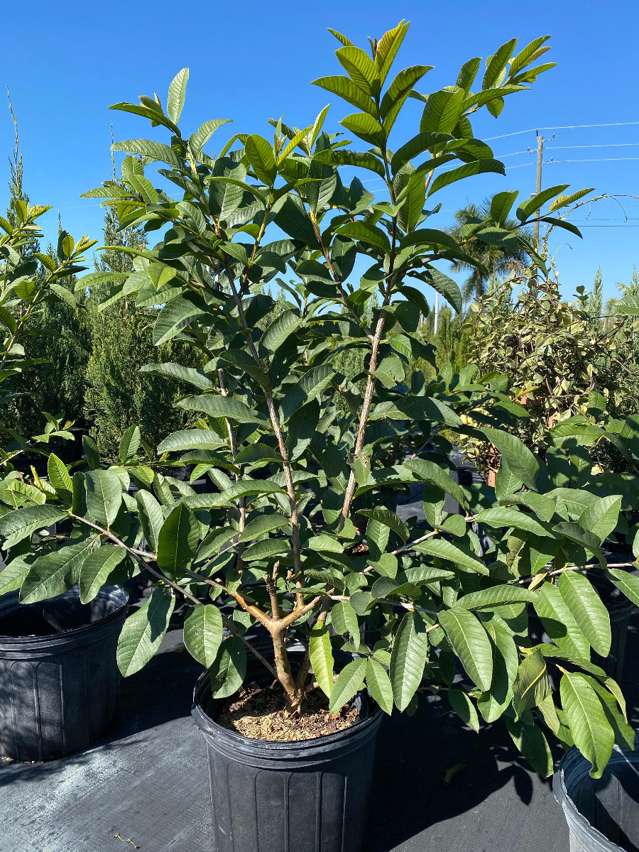 Young potted White Guava fruit tree sapling in an outdoor nursery.