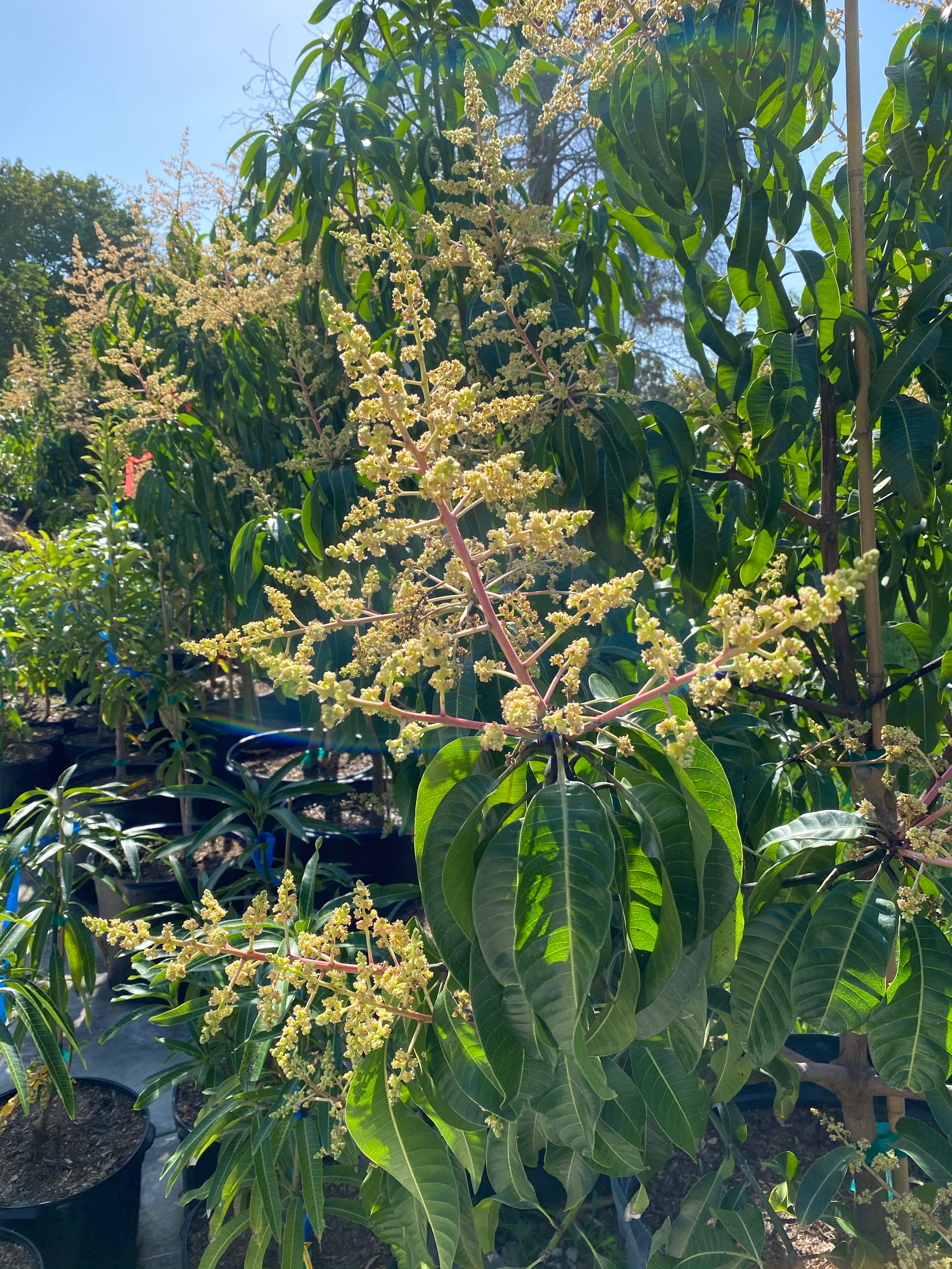 Carrie Mango Fruit Tree, Mangifera indica