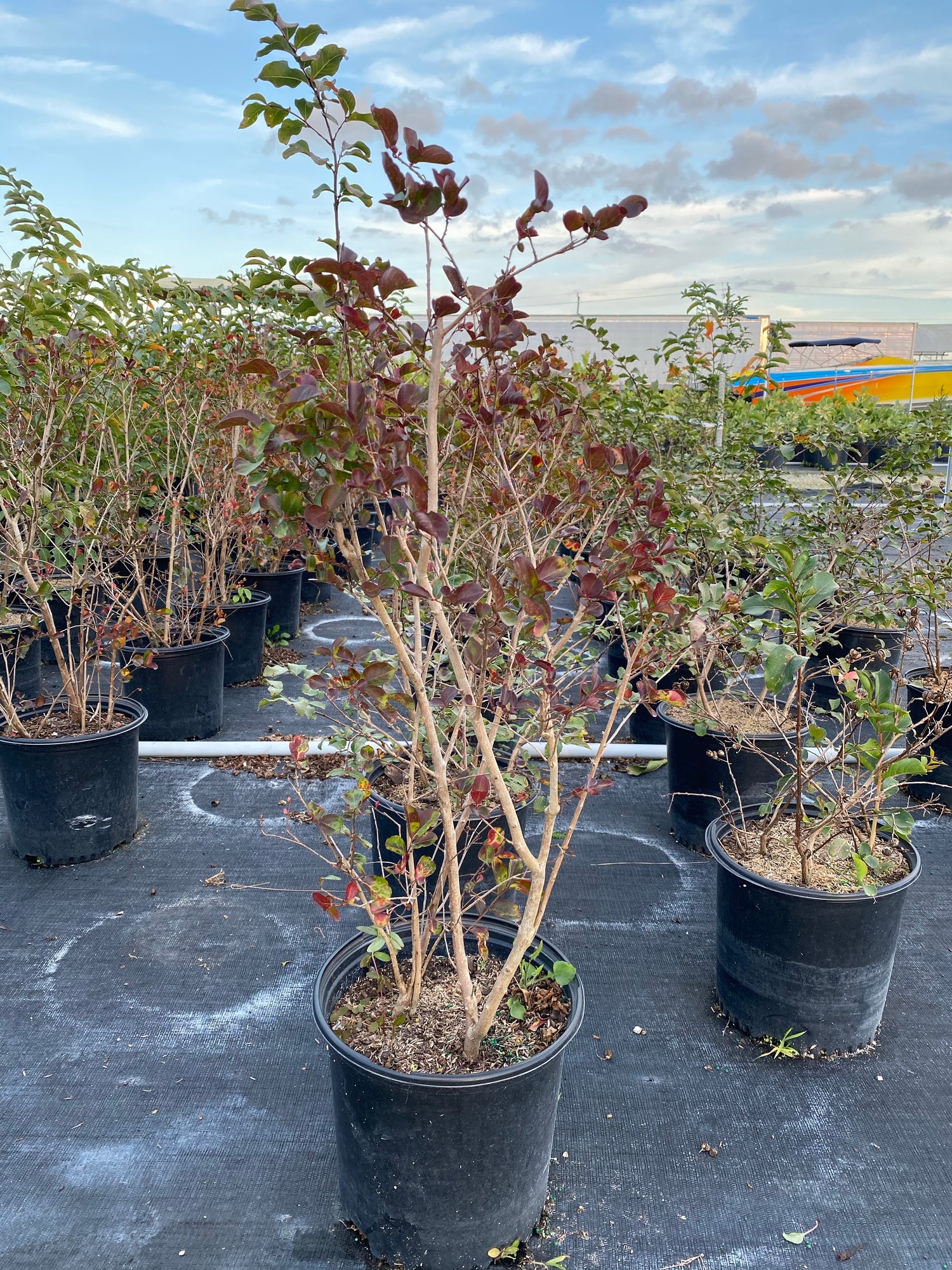 Crape Myrtle Tuscarora Tree Bright Pink