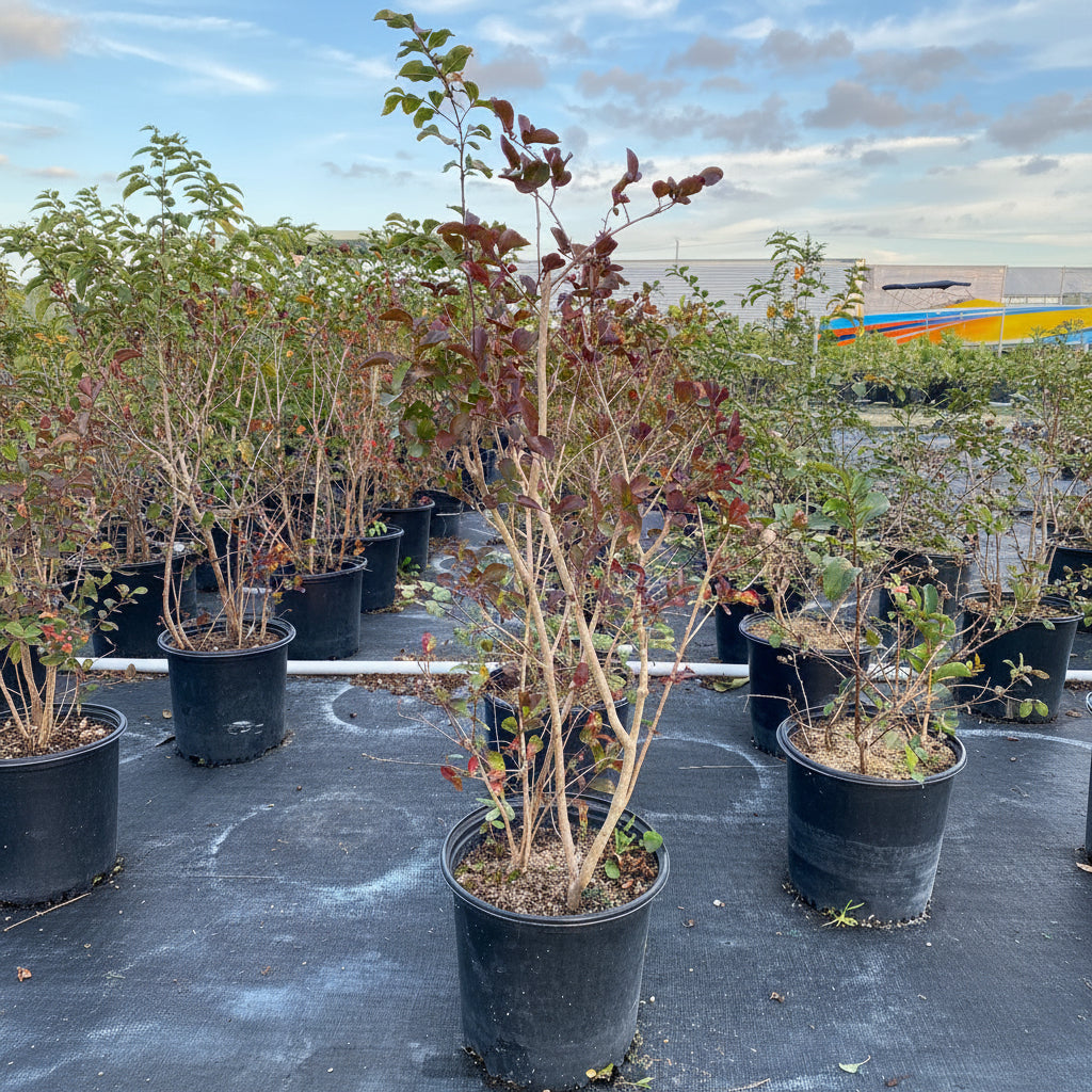 Crape Myrtle Tuscarora Flowering Tree in 7 gallon nursery pot with vibrant coral pink blooms and dense green foliage, ideal for colorful outdoor landscapes and sunny garden spaces.