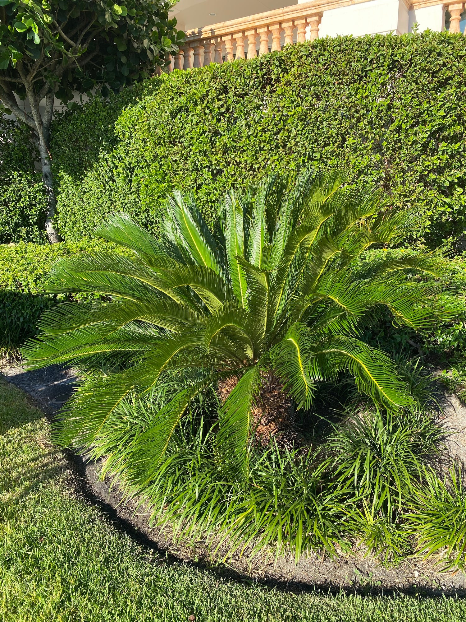 Palm King Sago Palm, Cycas Revoluta, Exotic