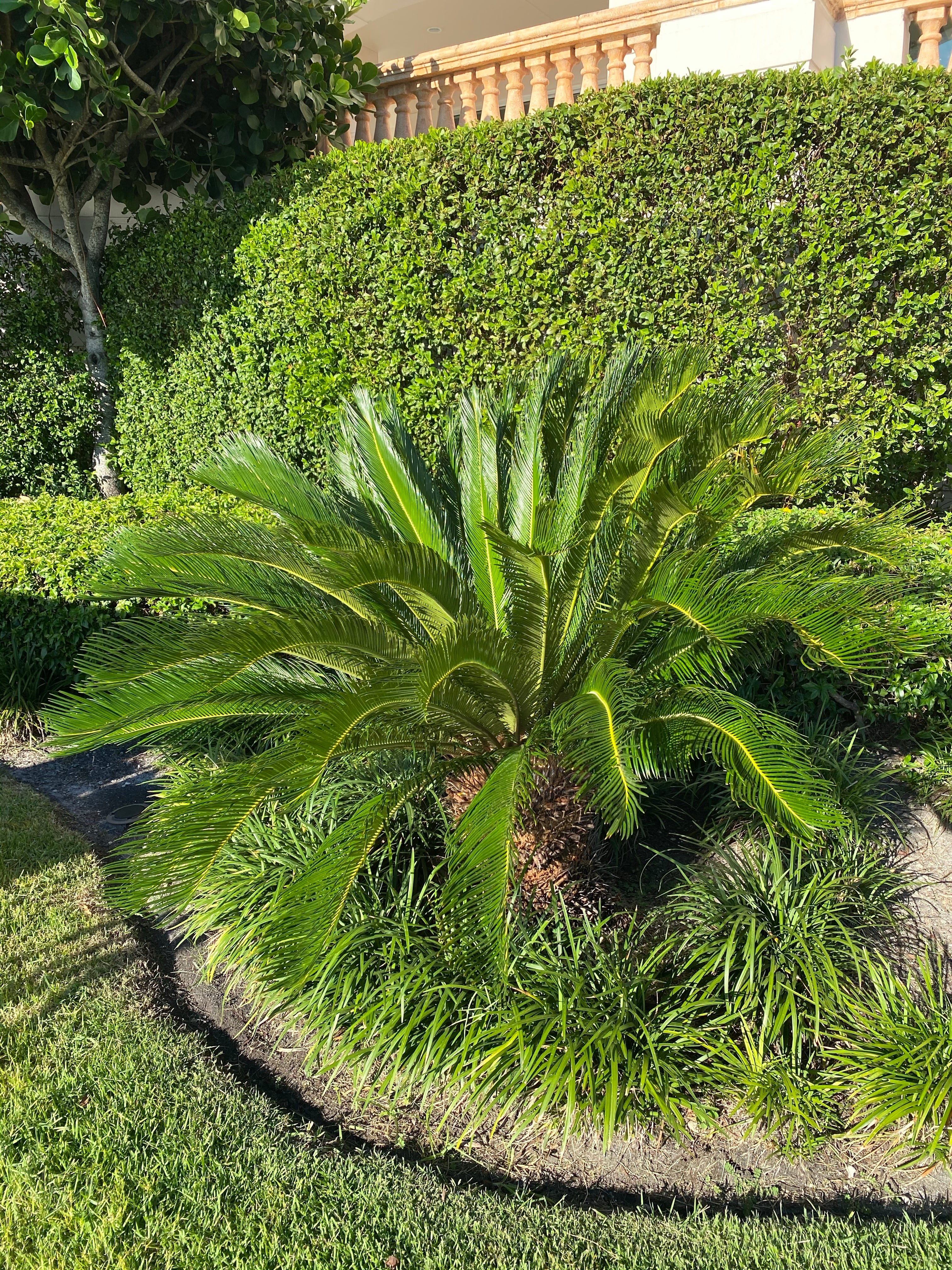 Palm King Sago Palm, Cycas Revoluta, Exotic