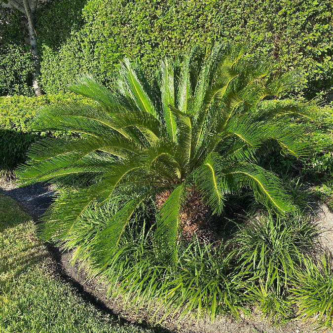 A sago palm (Cycas revoluta) also known as King Sago Palm, growing outdoors with green leaves and a thick fiber-covered trunk, surrounded by yellow shrubbery.