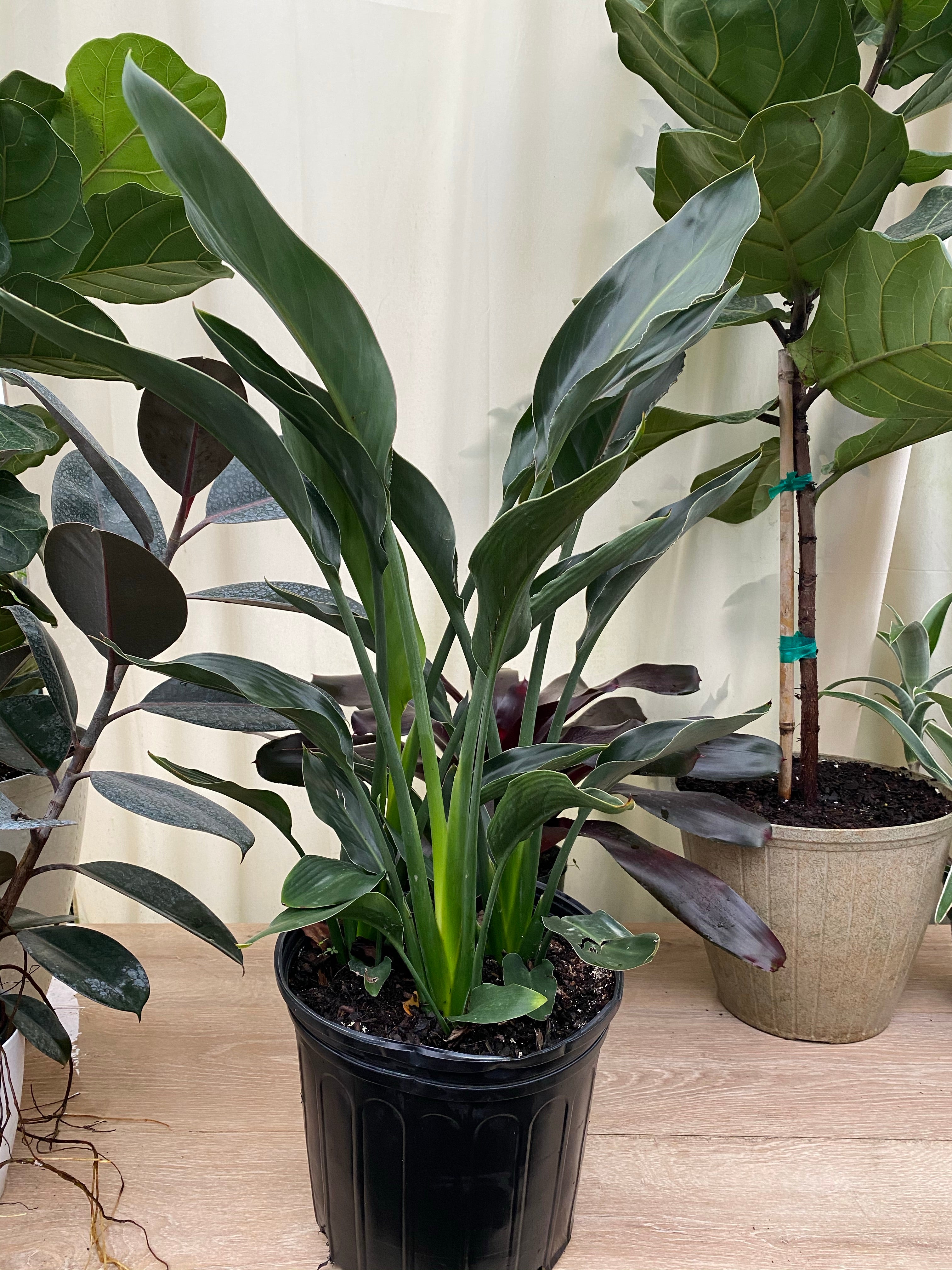 Orange Bird of Paradise, Strelitzia Reginae in a black pot